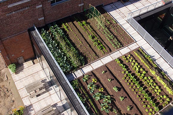 dakmoestuin-rooffood-de-punt-gentbrugge