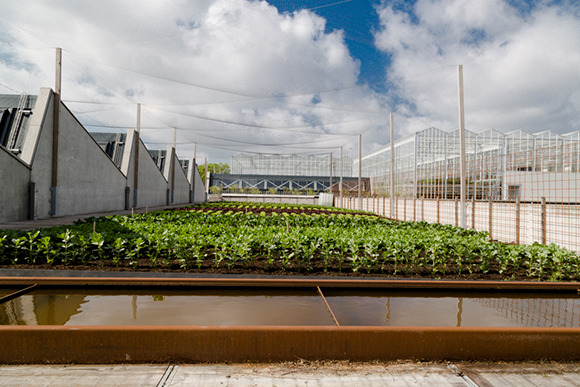 dakmoestuin-foodmet-abattoir-anderlecht