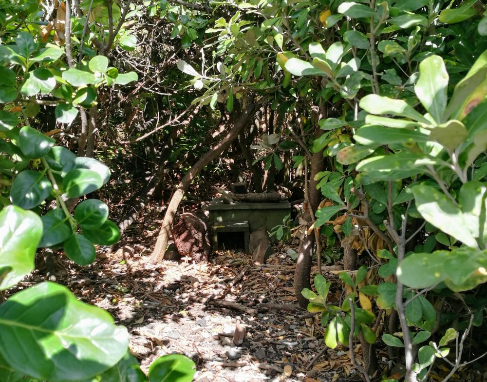 penguin nest box in the bushes