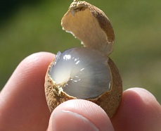 longan