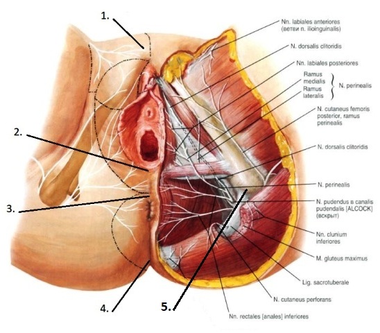 Женская промежность
