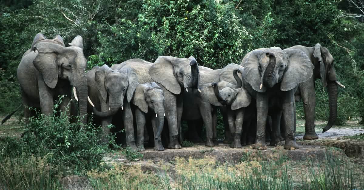 SGI calls joins petition to the President of Uganda to stop oil extraction in Murchison Falls National Park