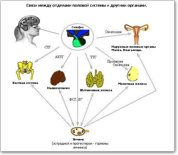 Связи между различными отделами полой системы