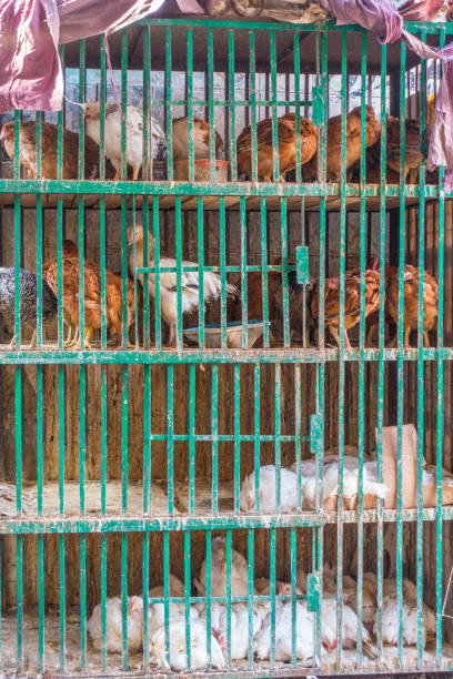 Thriving in the Heat: Choosing the Best Poultry Breeds for Kenyan Climates