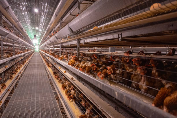 Poultry Profit Breakdown: Broilers vs Layers - Navigating 2025 for Maximum Returns