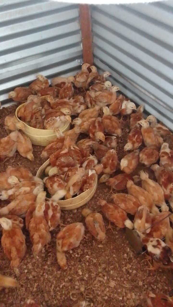 Start Poultry Farming With Zero Money: DIY Coop From Recycled Materials