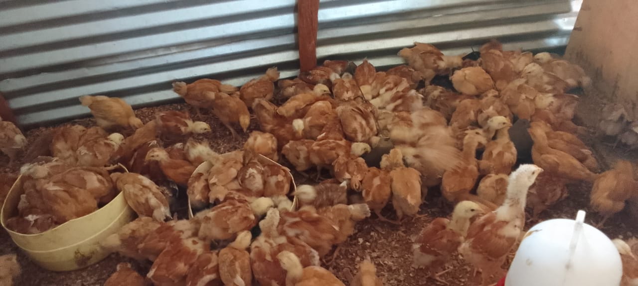 Duckweed for Chickens: Free Protein Feed from Pond or Tank