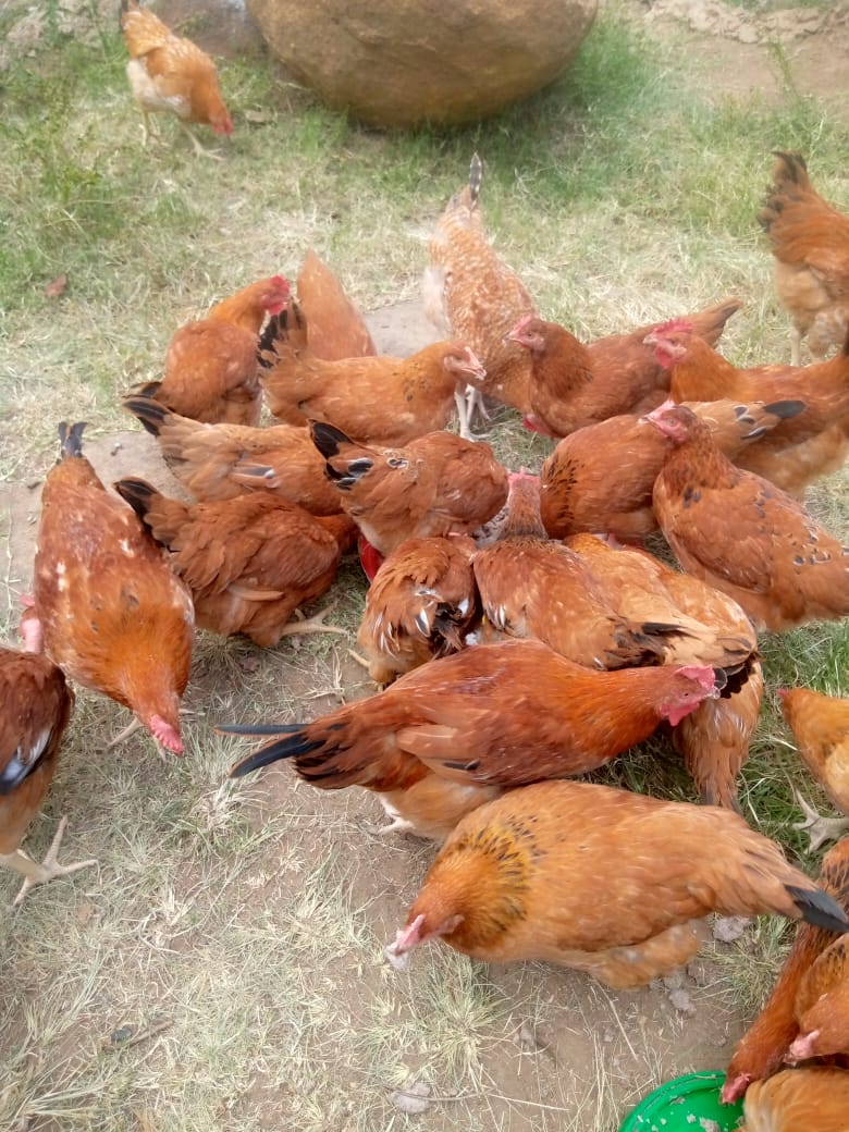 Best Poultry System for You: Free-Range vs. Deep Litter vs. Battery Cages in Kenya