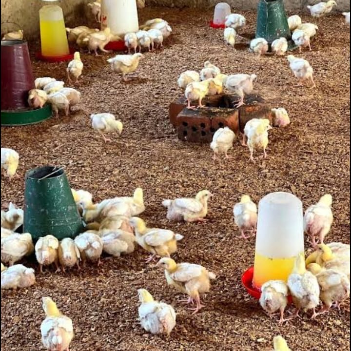 Why Clean Pens are Crucial for Happy, Healthy Chickens