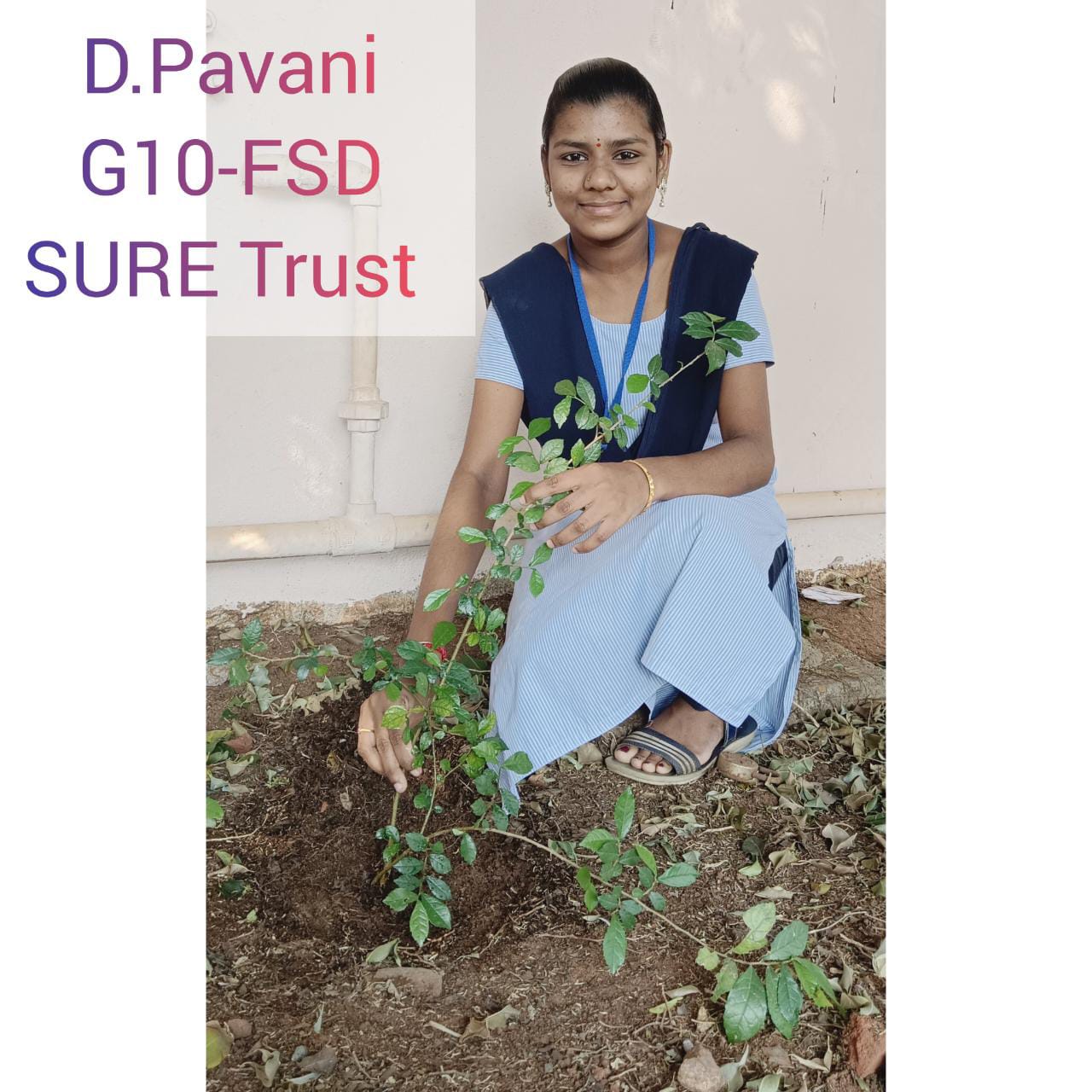 D. PAVANI