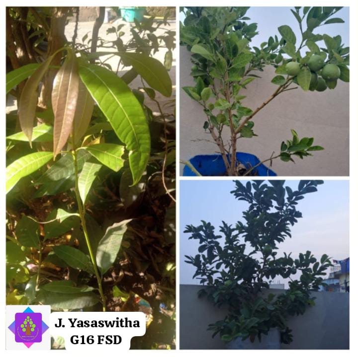 J YASASWITHA