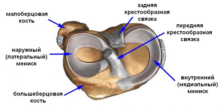Строение колена
