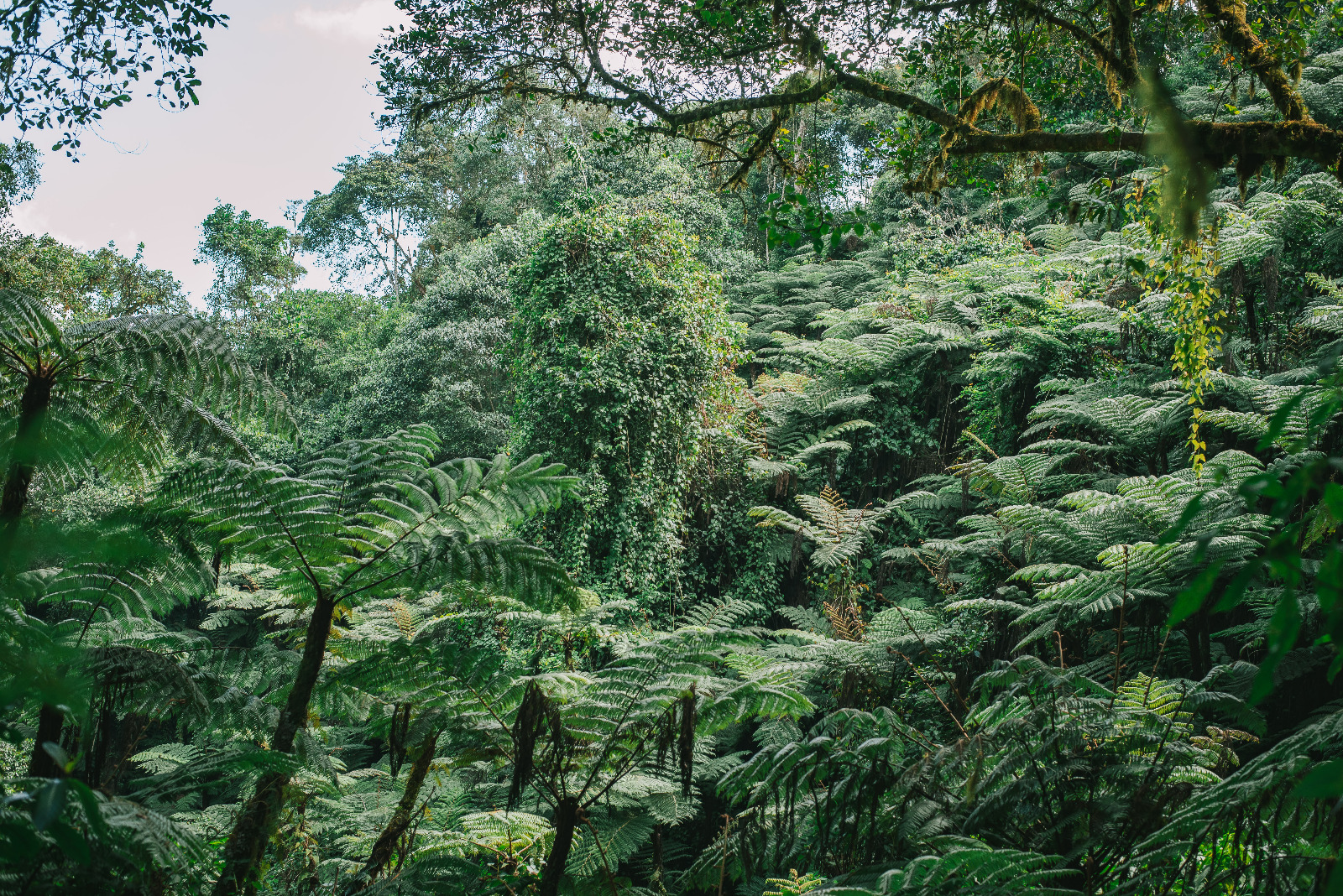 Ecotherapy