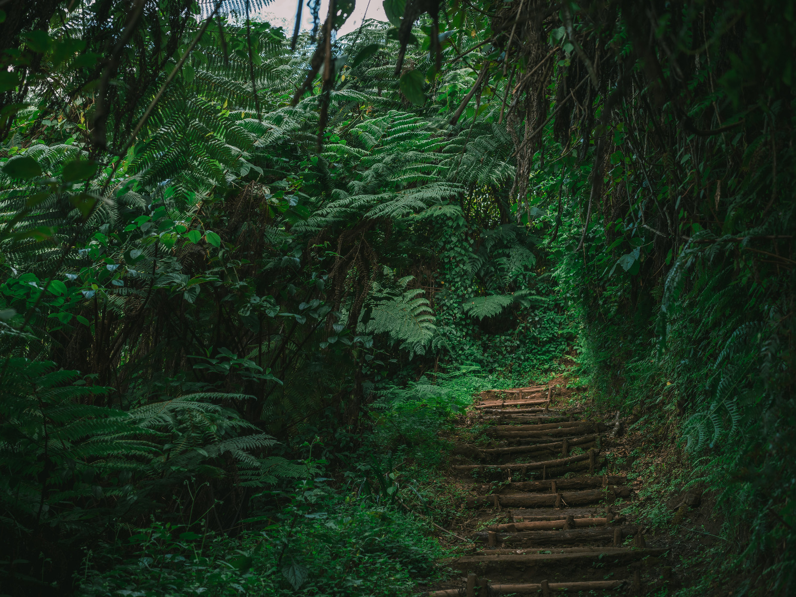 Ecotherapy