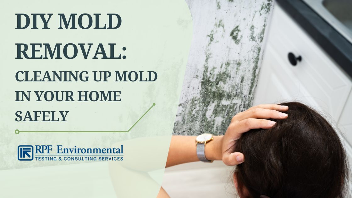 Mold cleanup DIY, Professional mold removal, Home safety