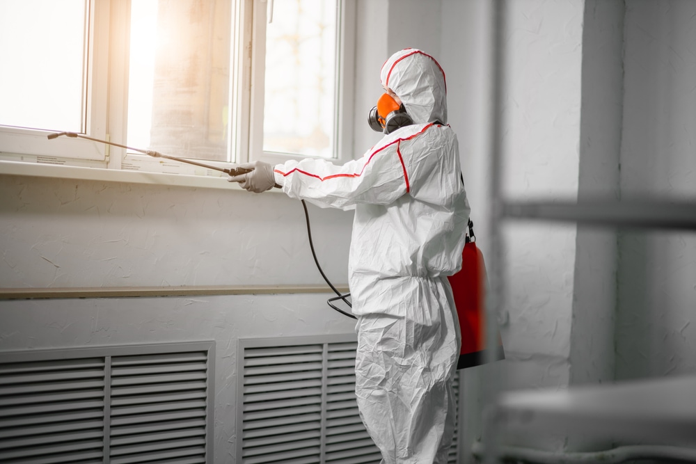 mold remediation, DIY cleaning, professional services
