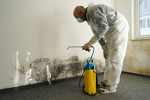 mold remediation options, DIY mold removal, professional mold services