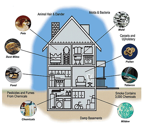 mold indoor air quality, respiratory health issues, mold remediation experts