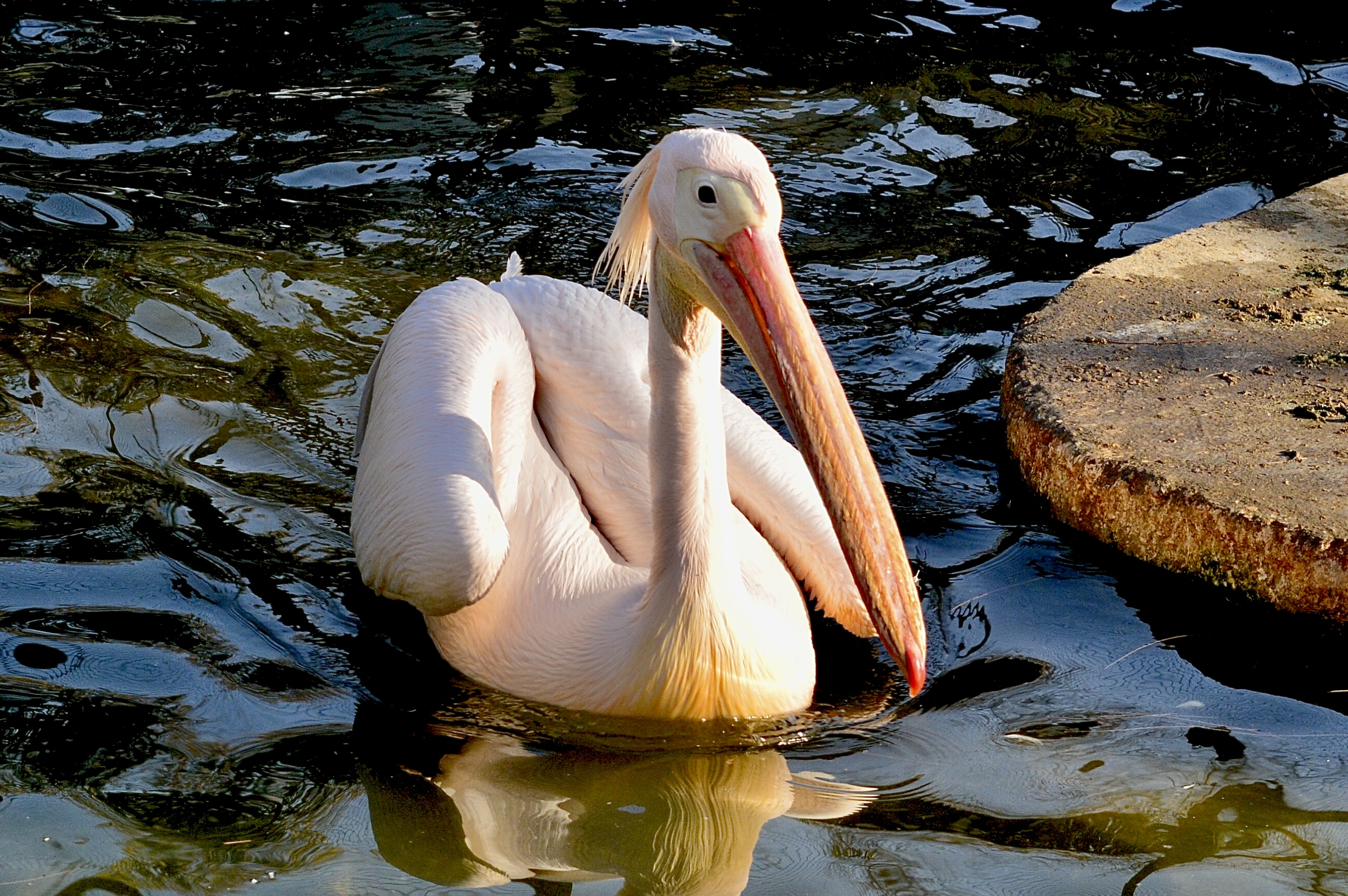 Rose Pelican Swim