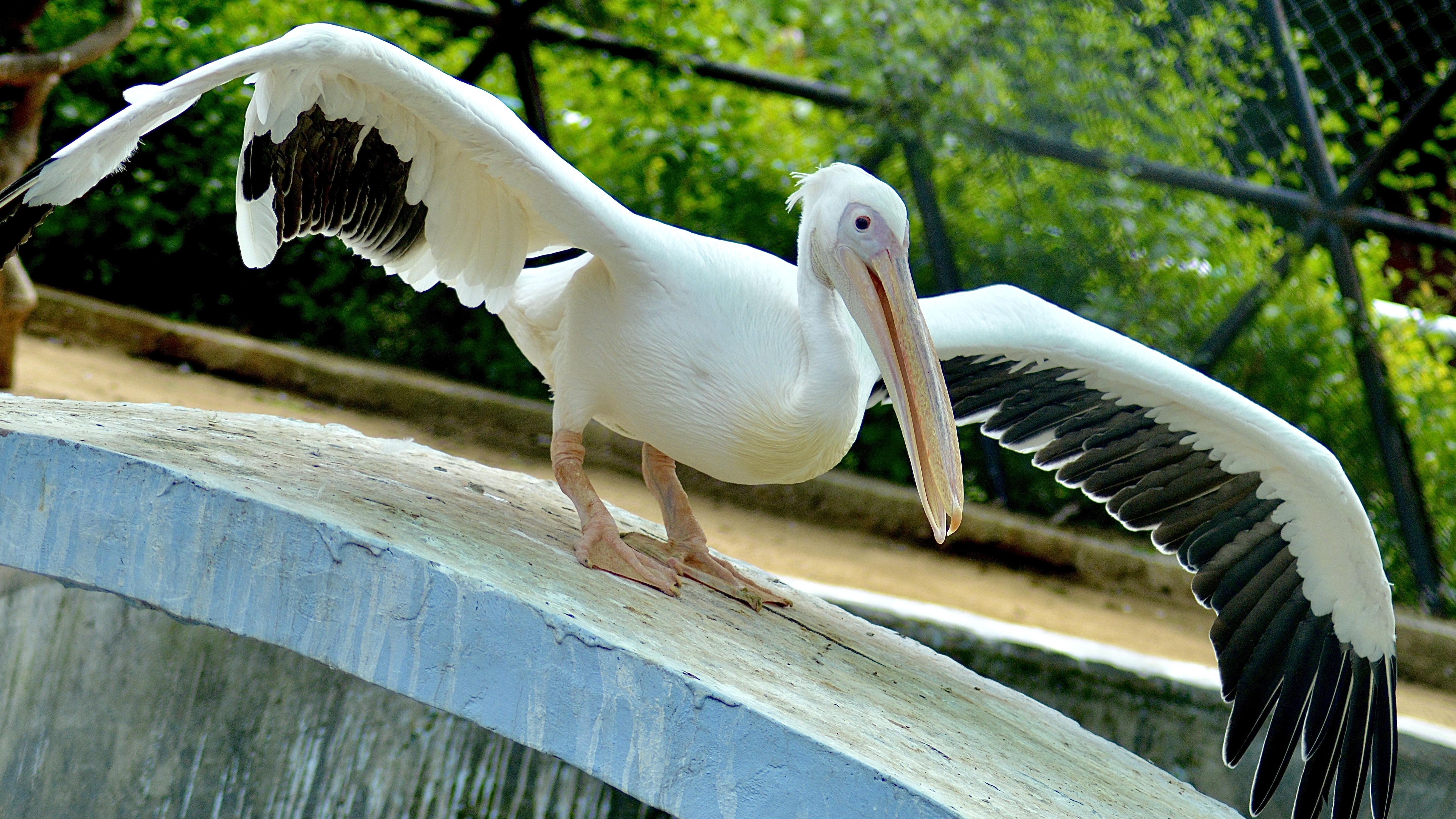 Rose Pelican Swim