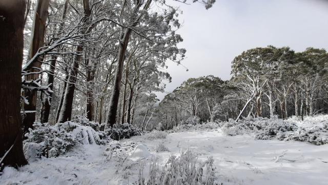 Mount Donna Buang