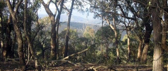 Mount Everard - Kinglake 