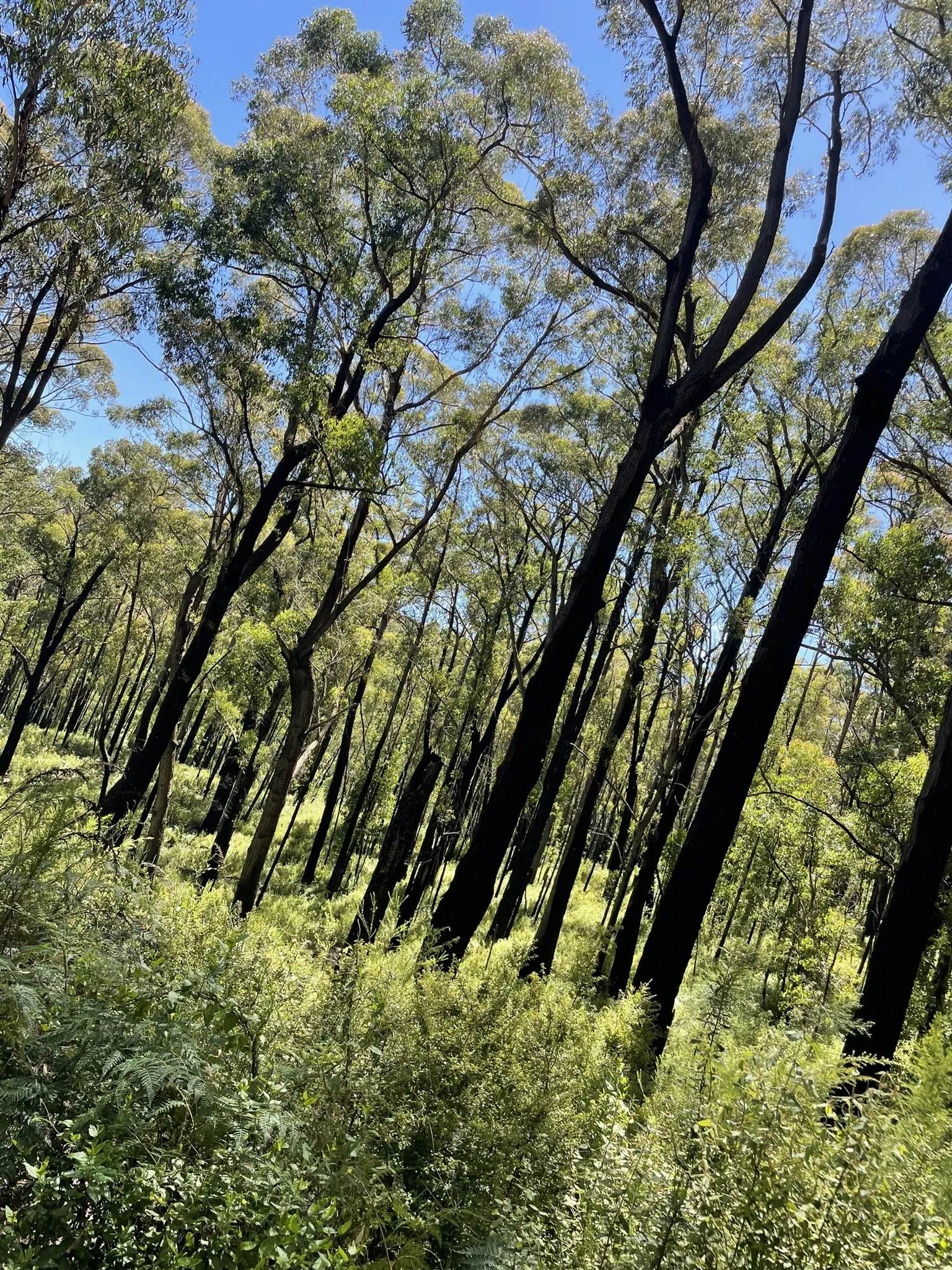 Steege Road, William Wallace, Tree Fern, and Ferres Tracks