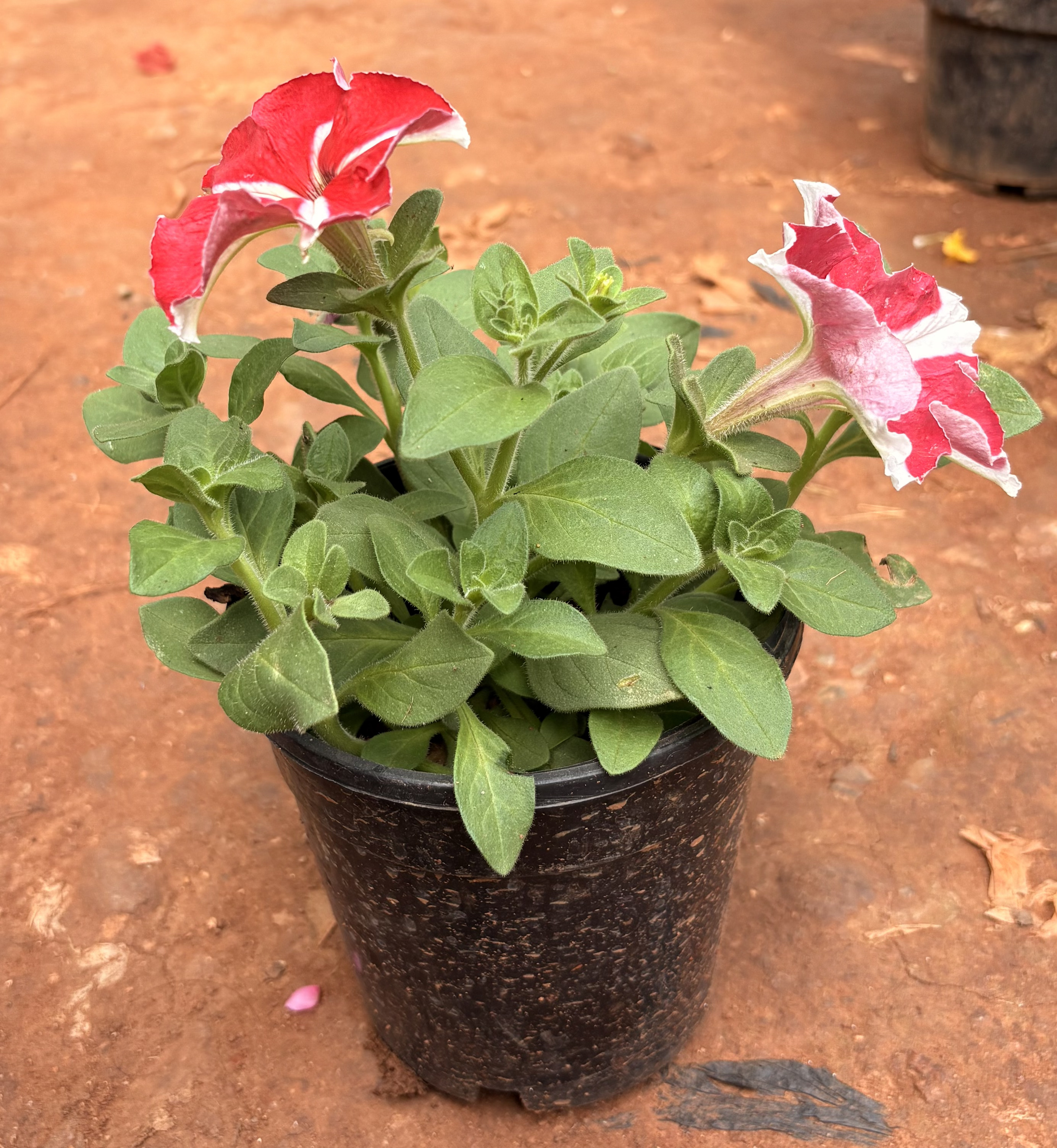 Petunia Plant