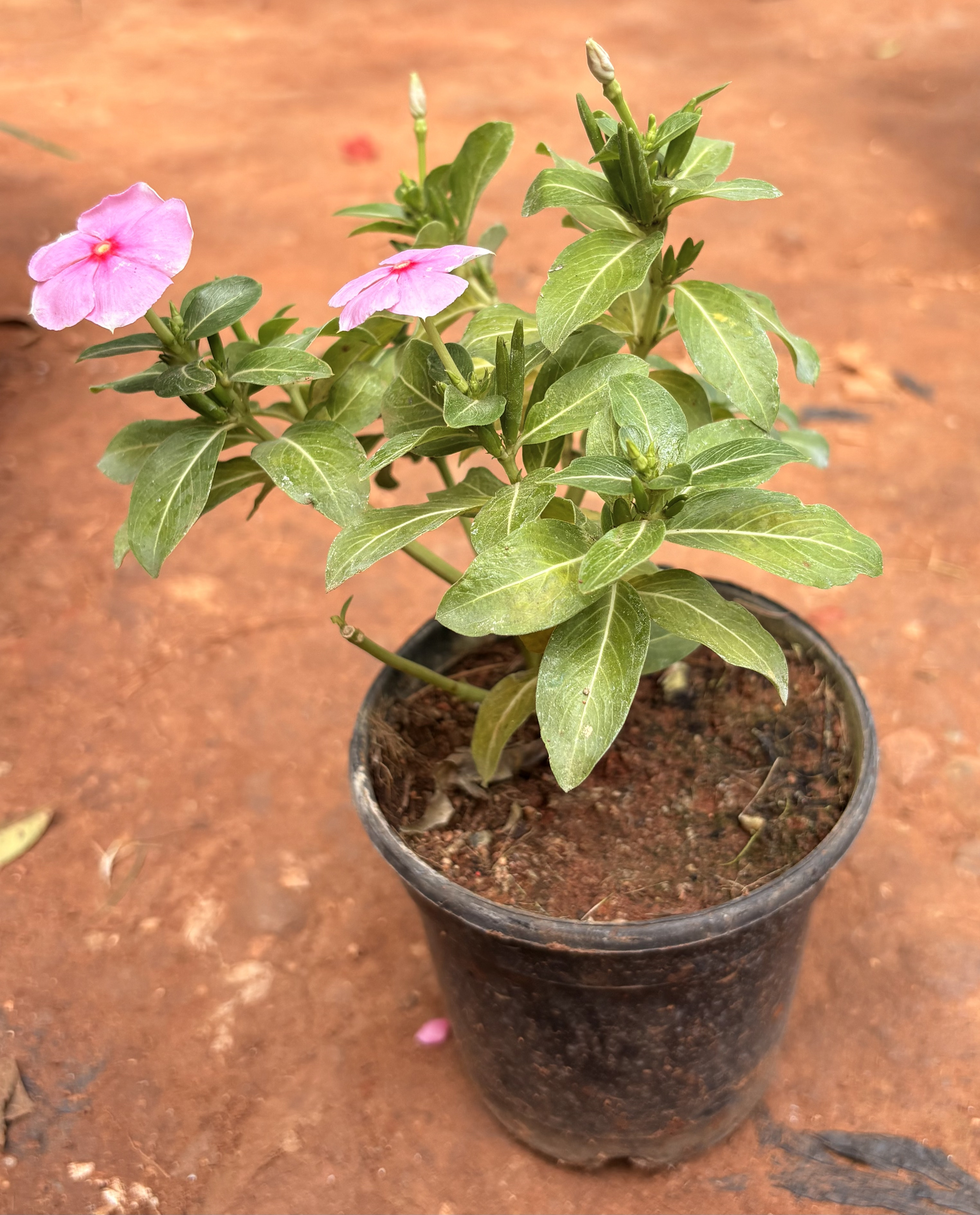 Catharanthus roseus