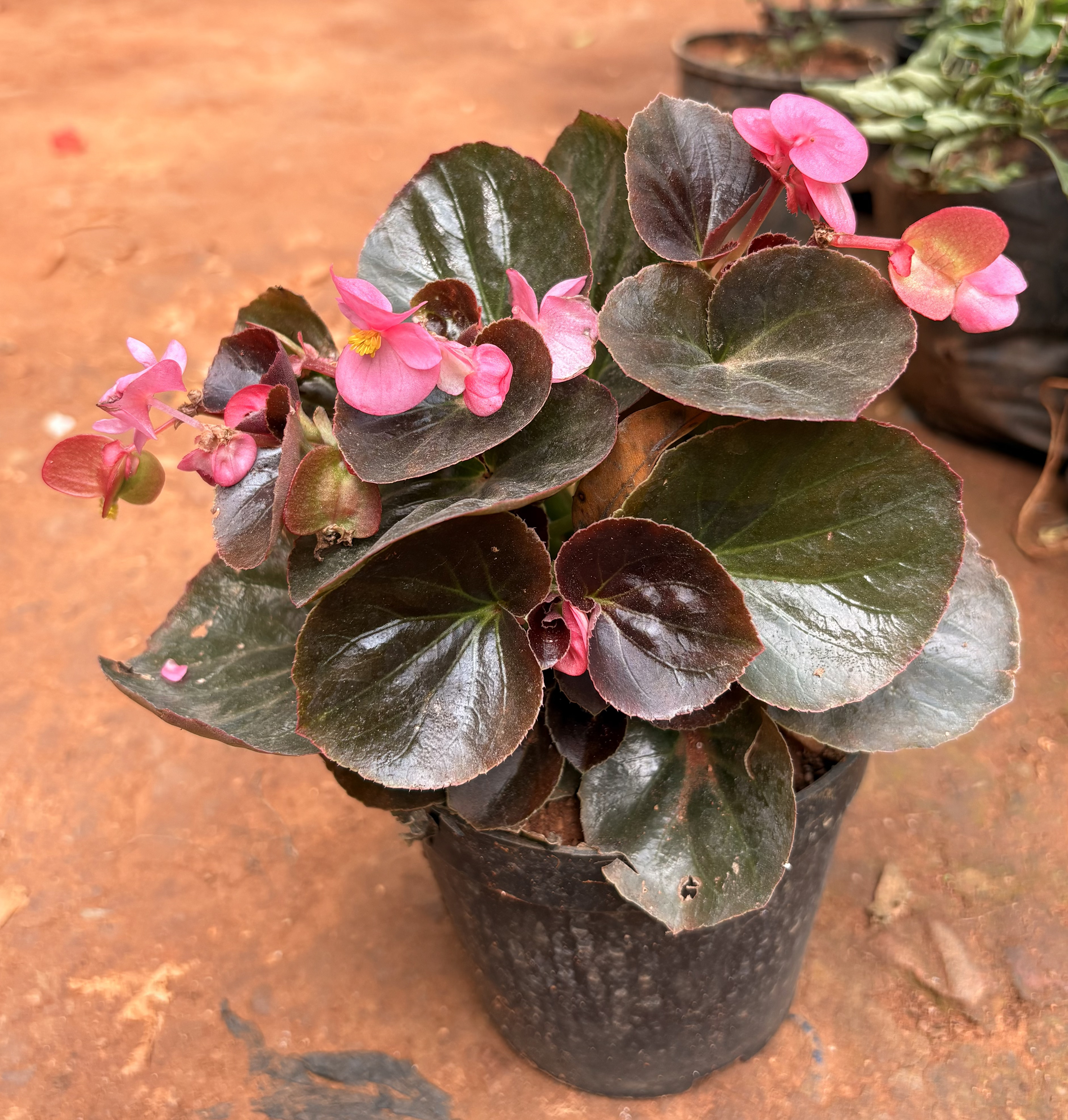 Wax Begonia