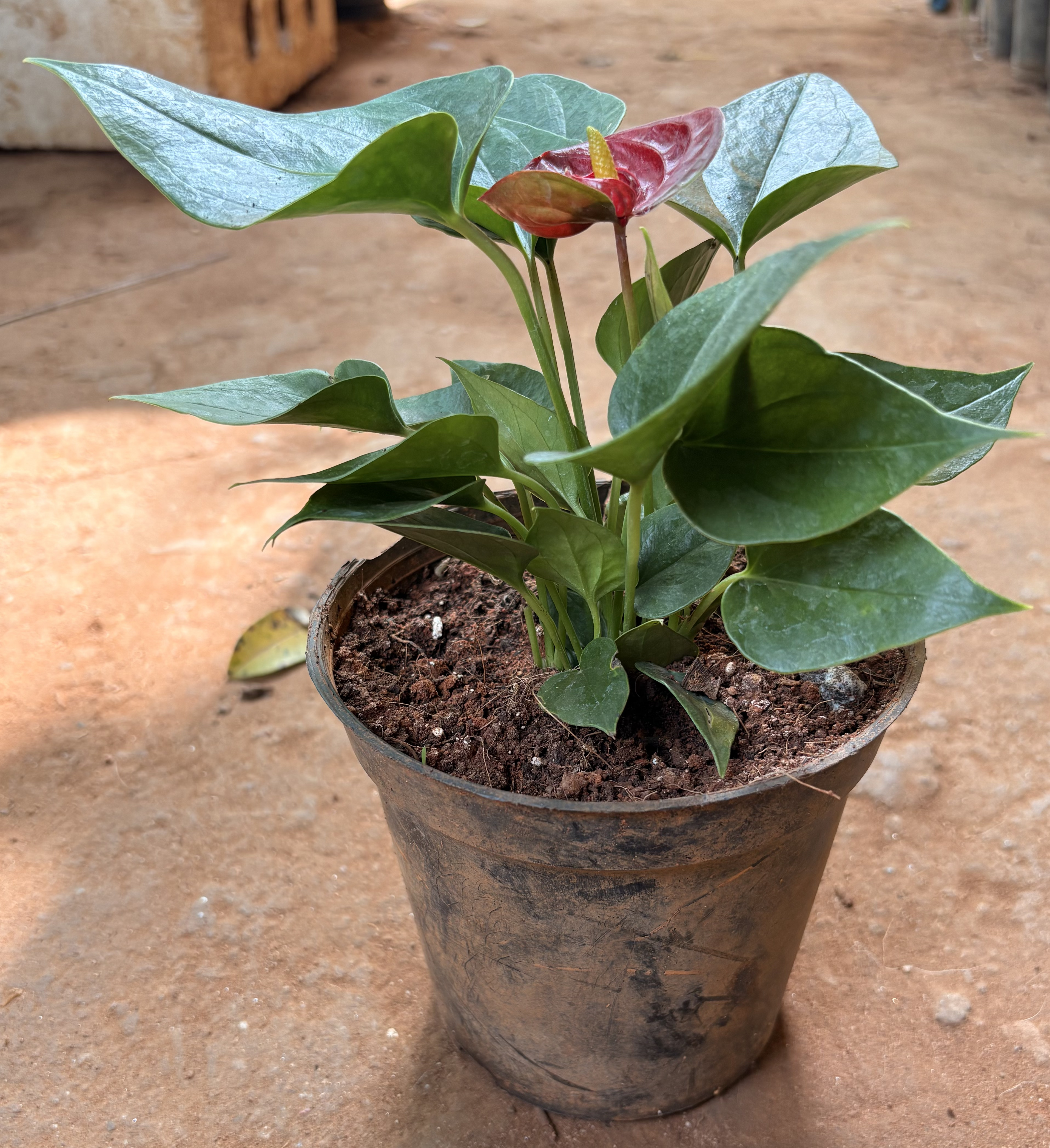 Anthurium