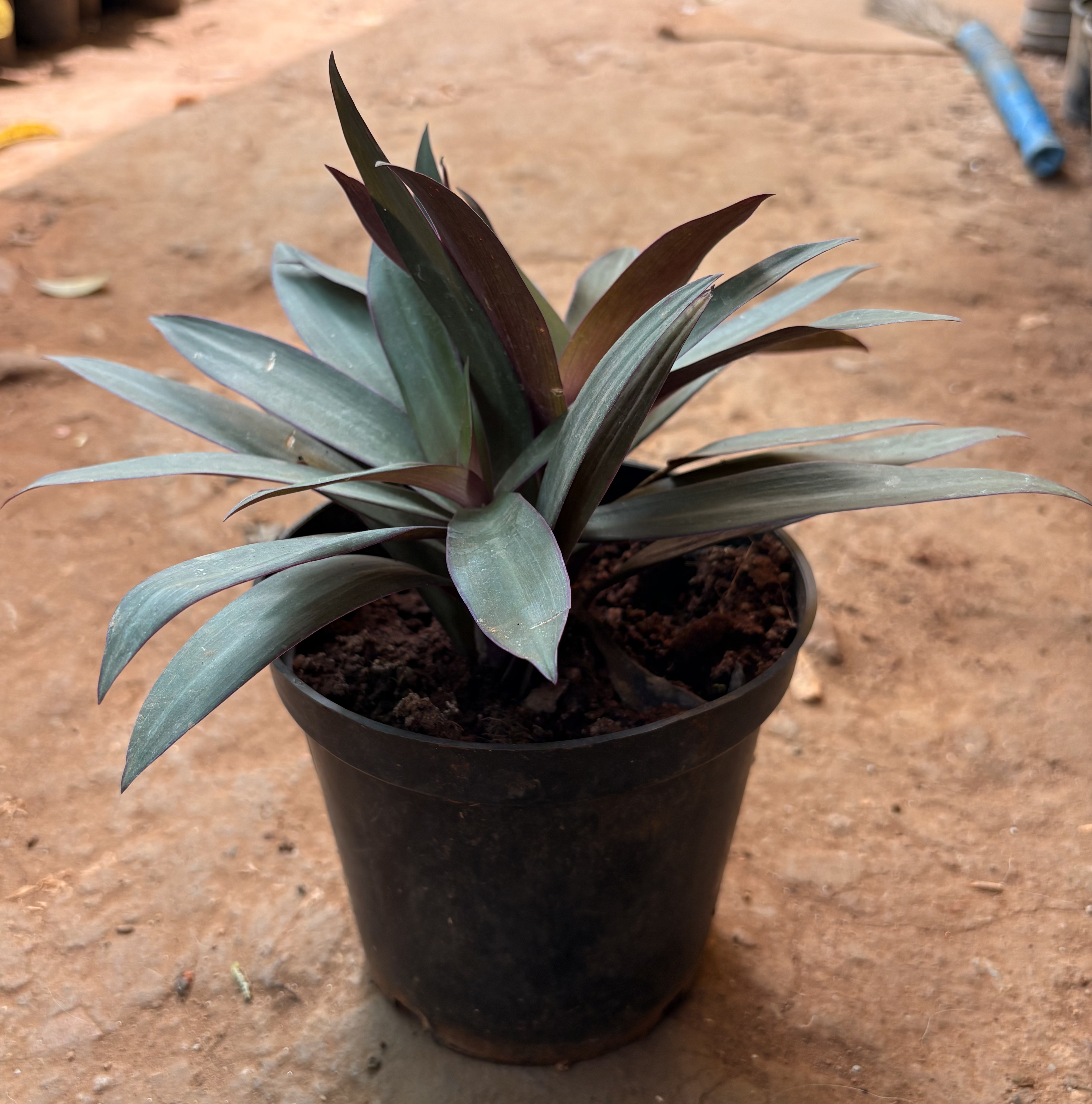 Rhoeo (Tradescantia spathacea)