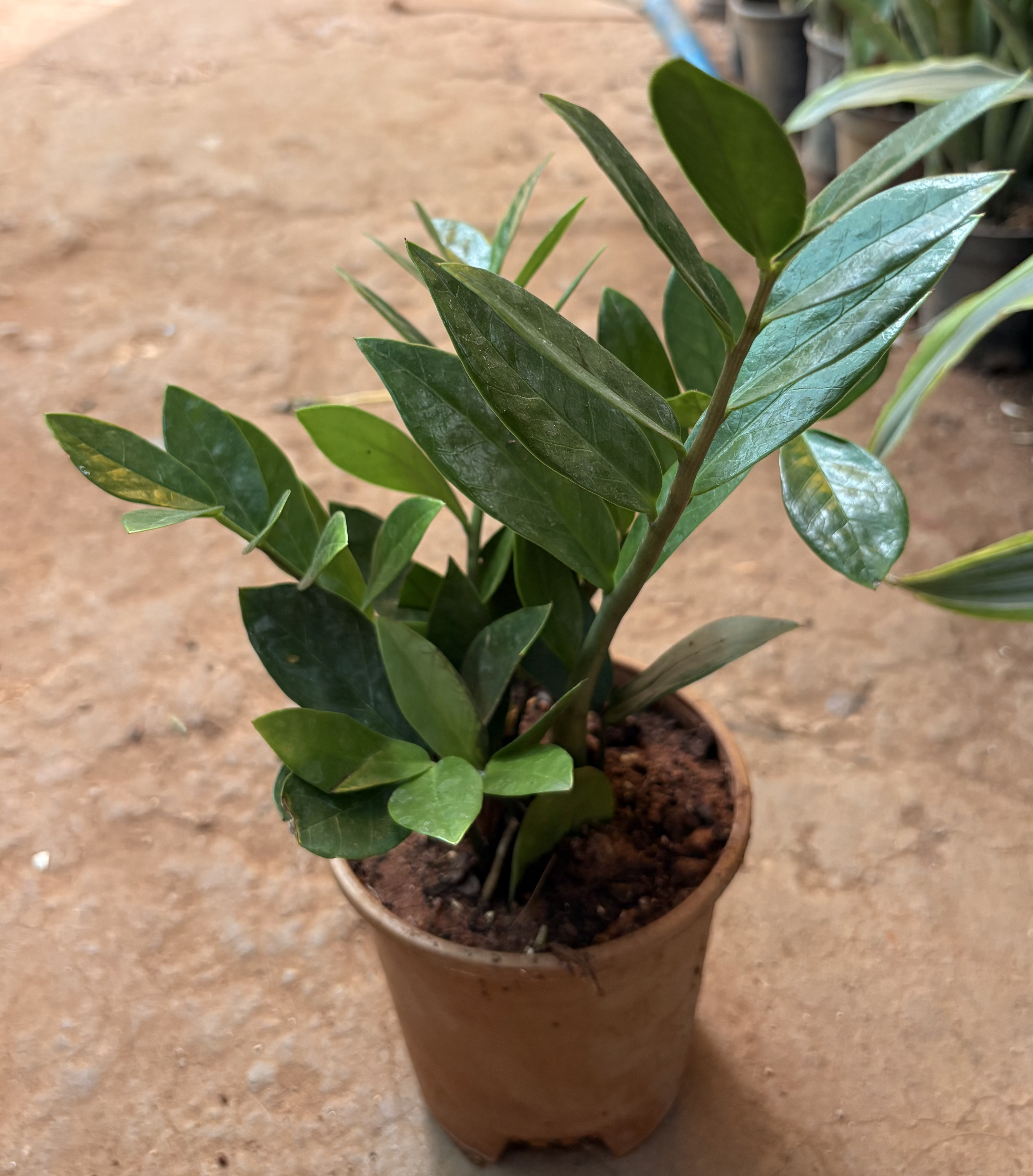 ZZ Plant (Zamioculcas zamiifolia)