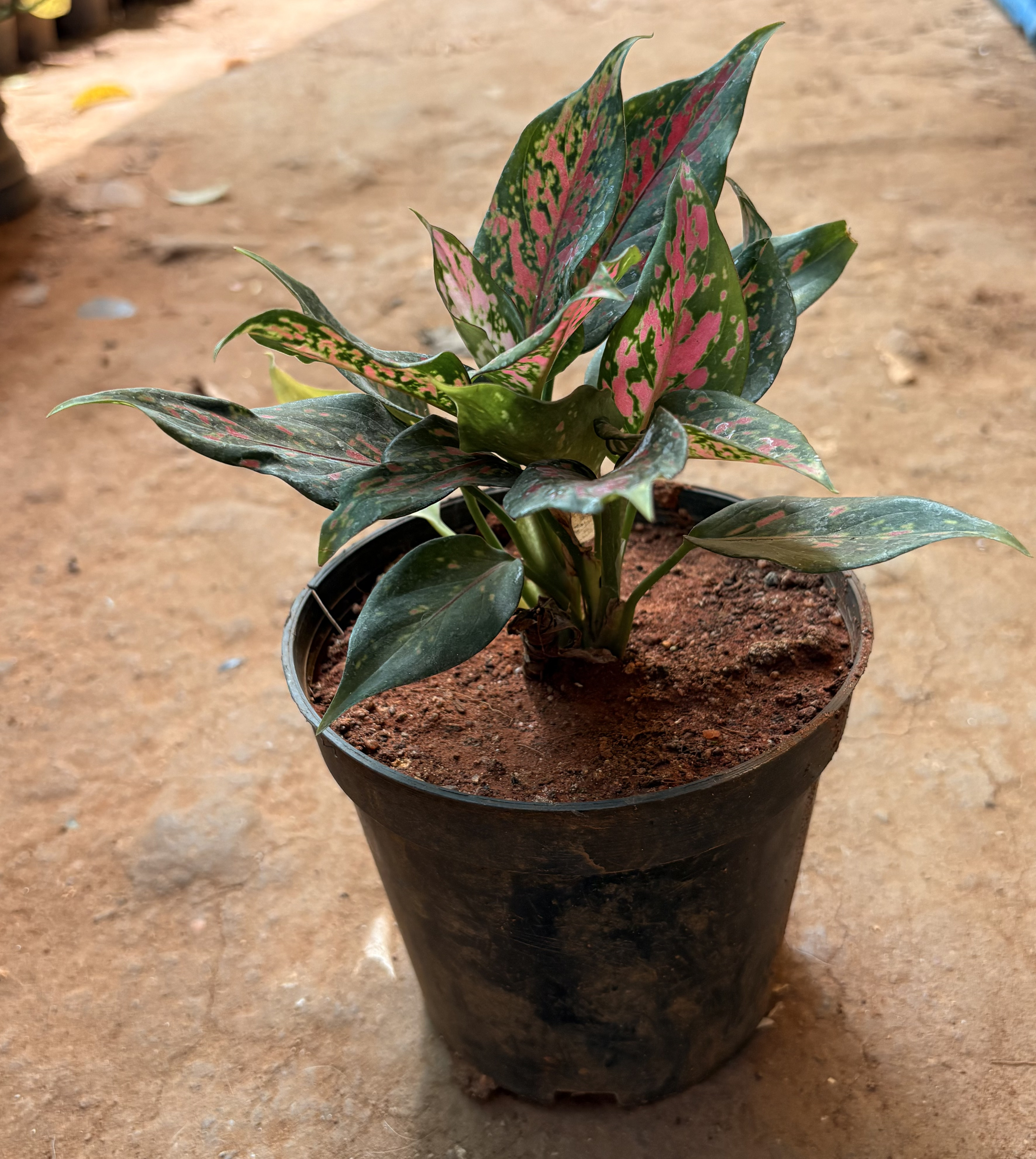 Aglaonema (Chinese Evergreen)