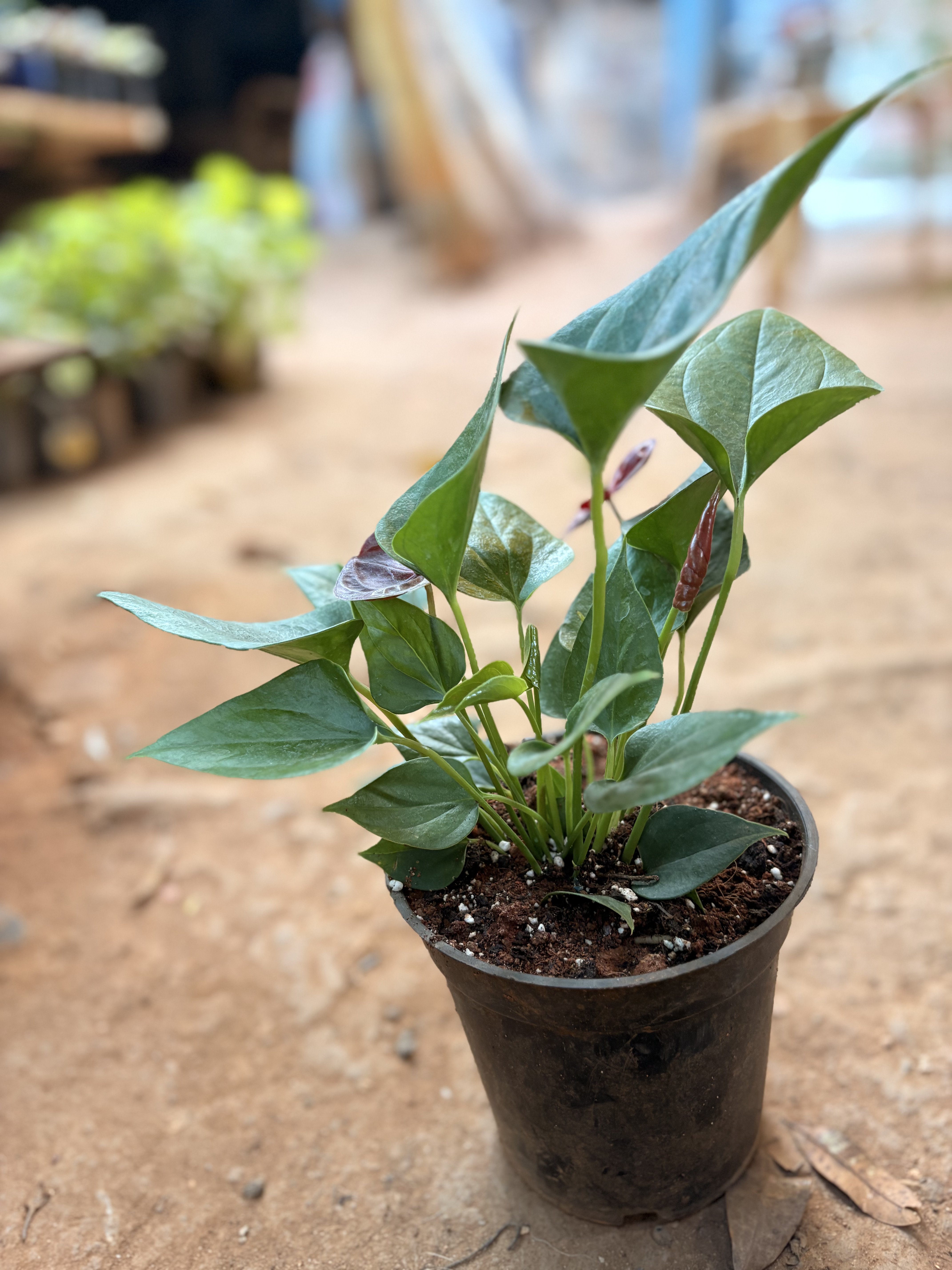 Anthurium (Flamingo Flower)