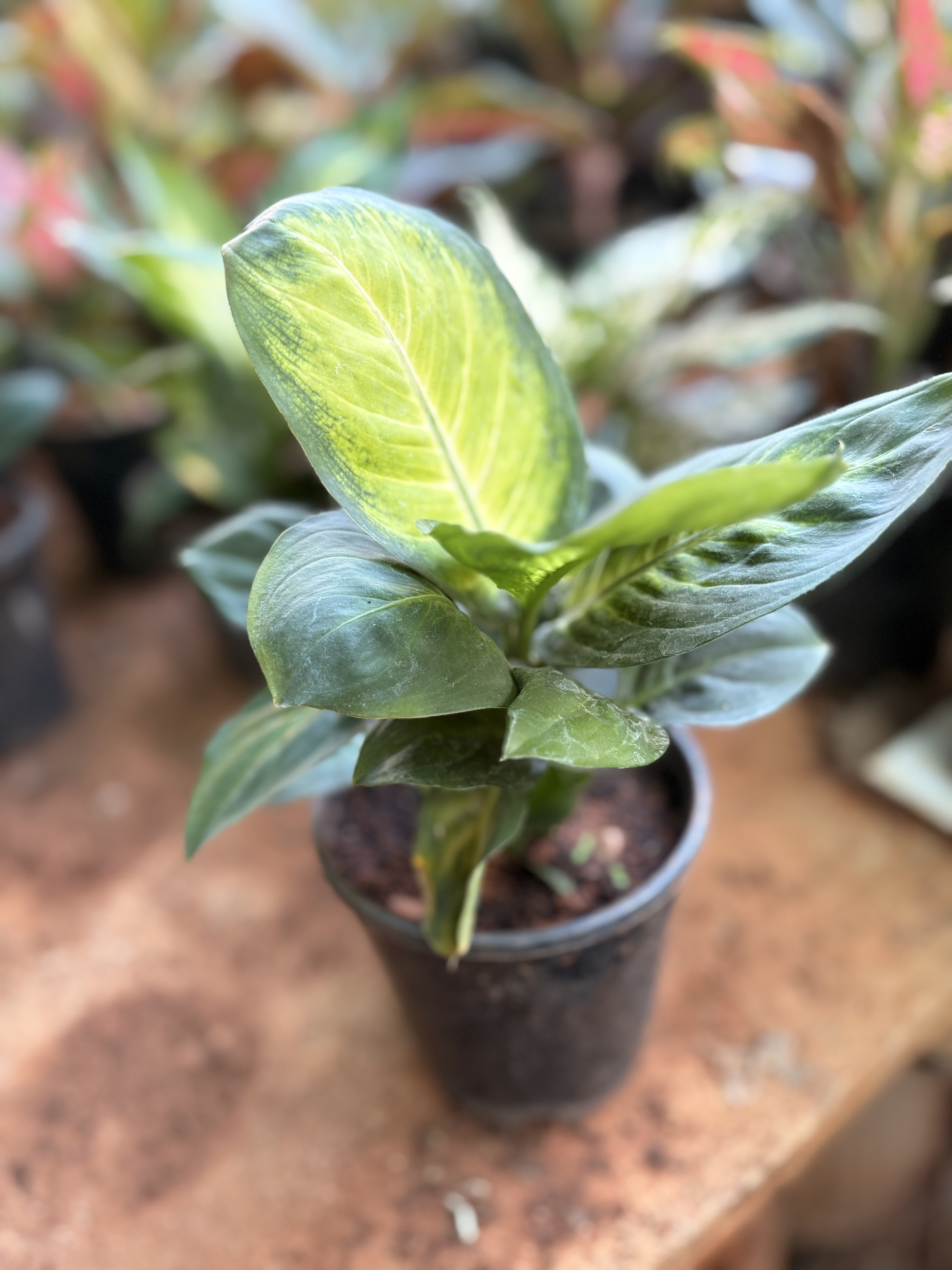 Aglaonema (Chinese Evergreen)