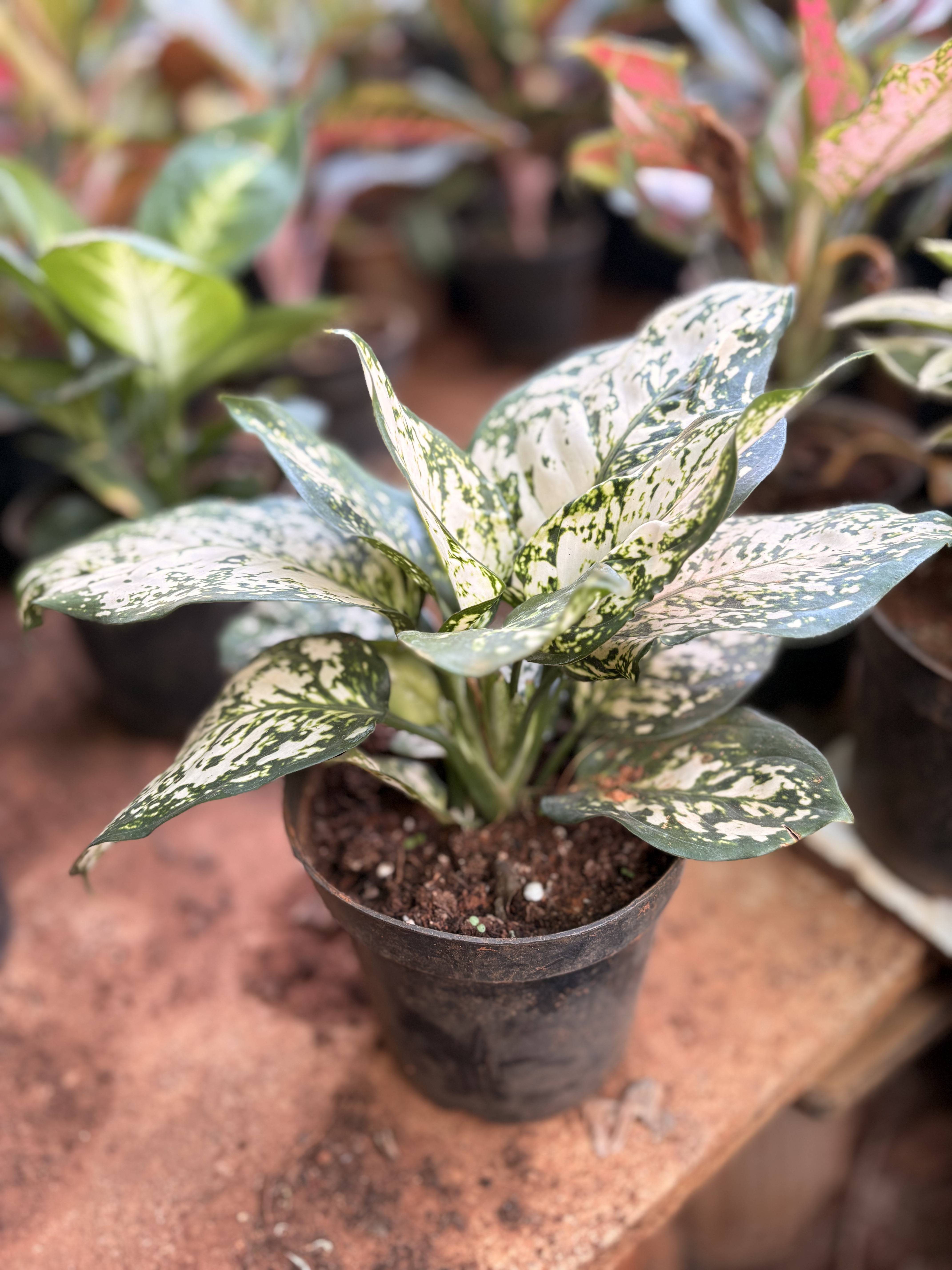 Aglaonema Snow White