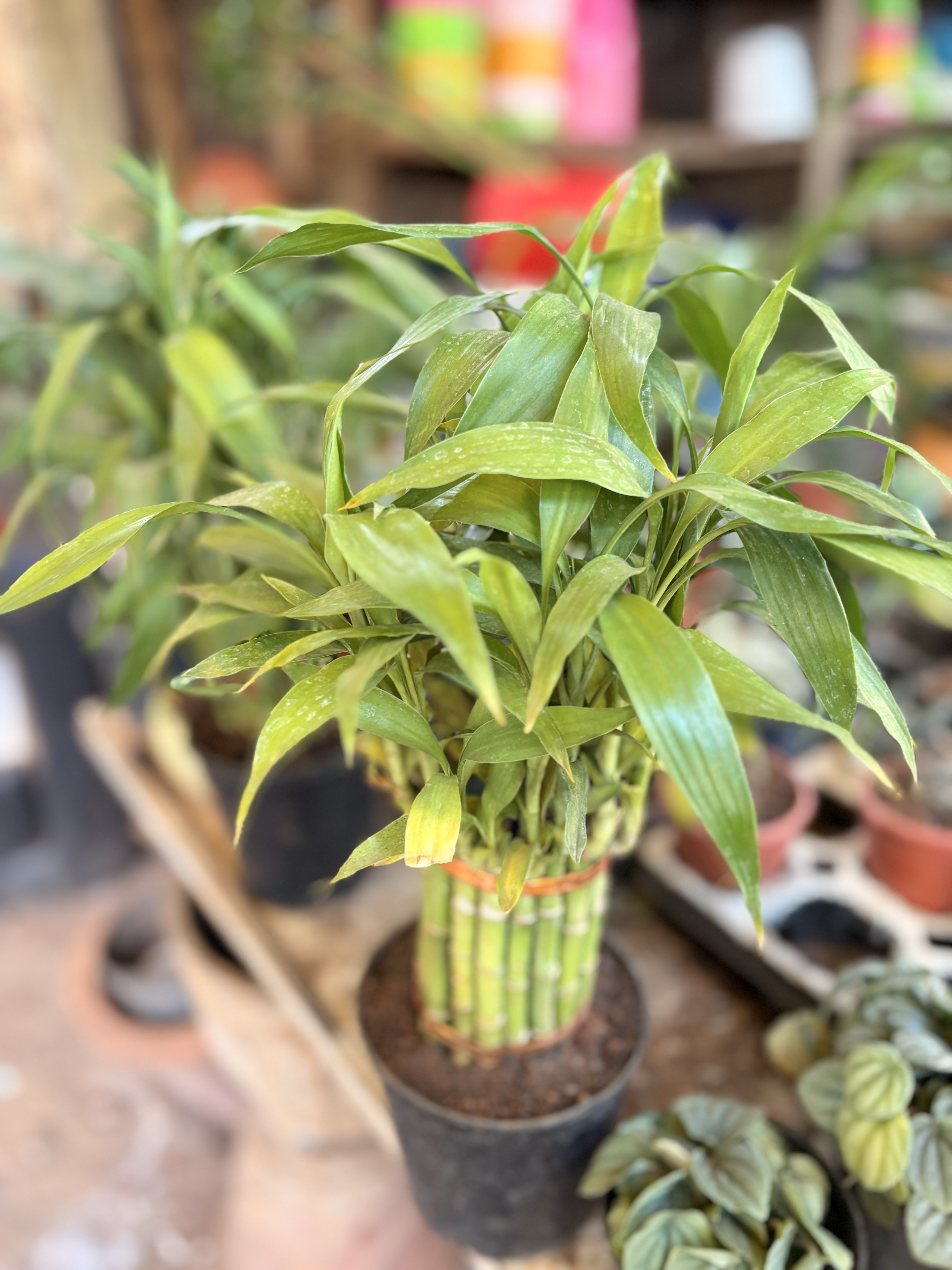 Lucky Bamboo Plant