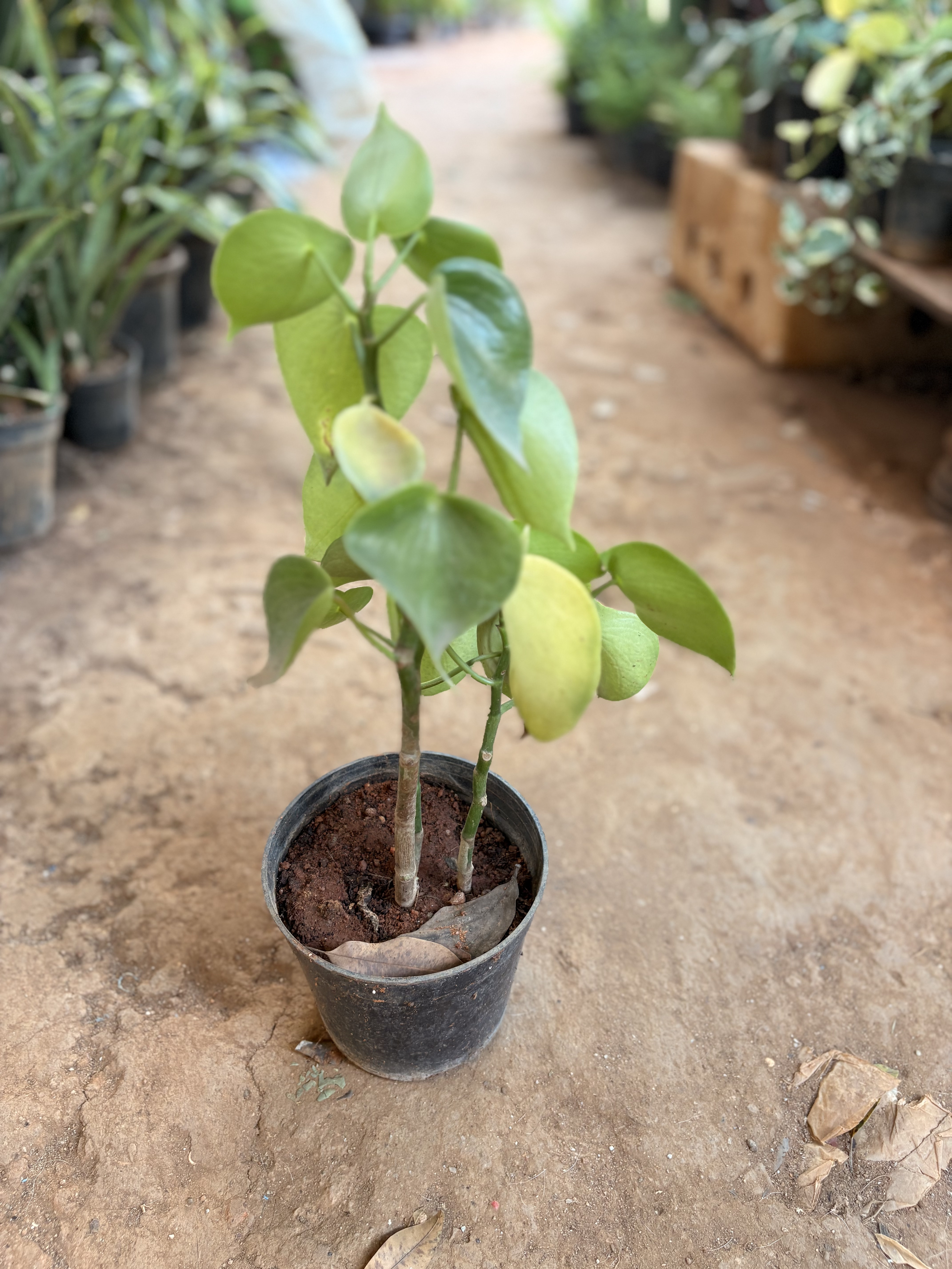 Peperomia polybotrya (Raindrop Plant)
