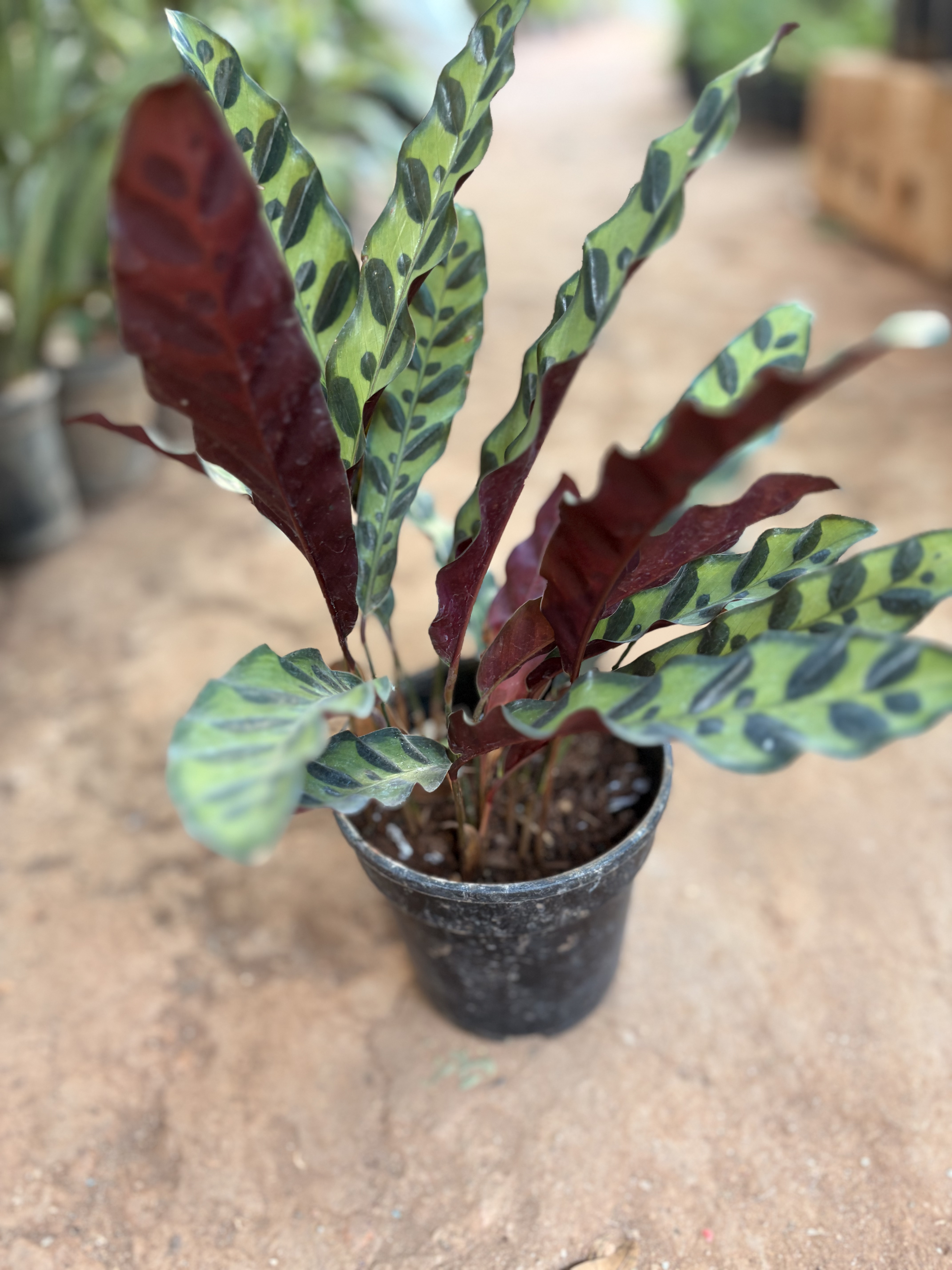 Rattlesnake Plant (Calathea lancifolia)