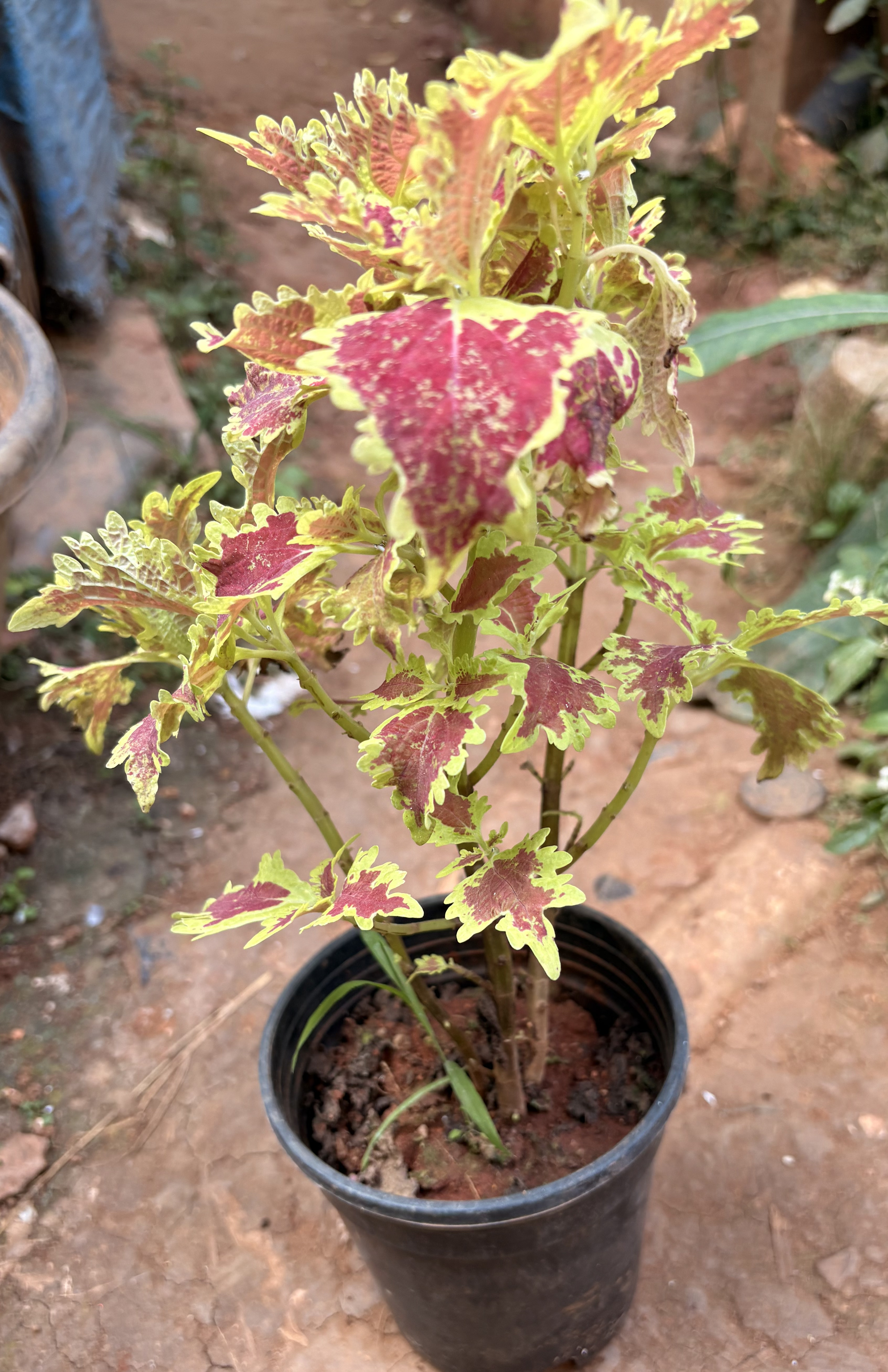 Coleus Plant