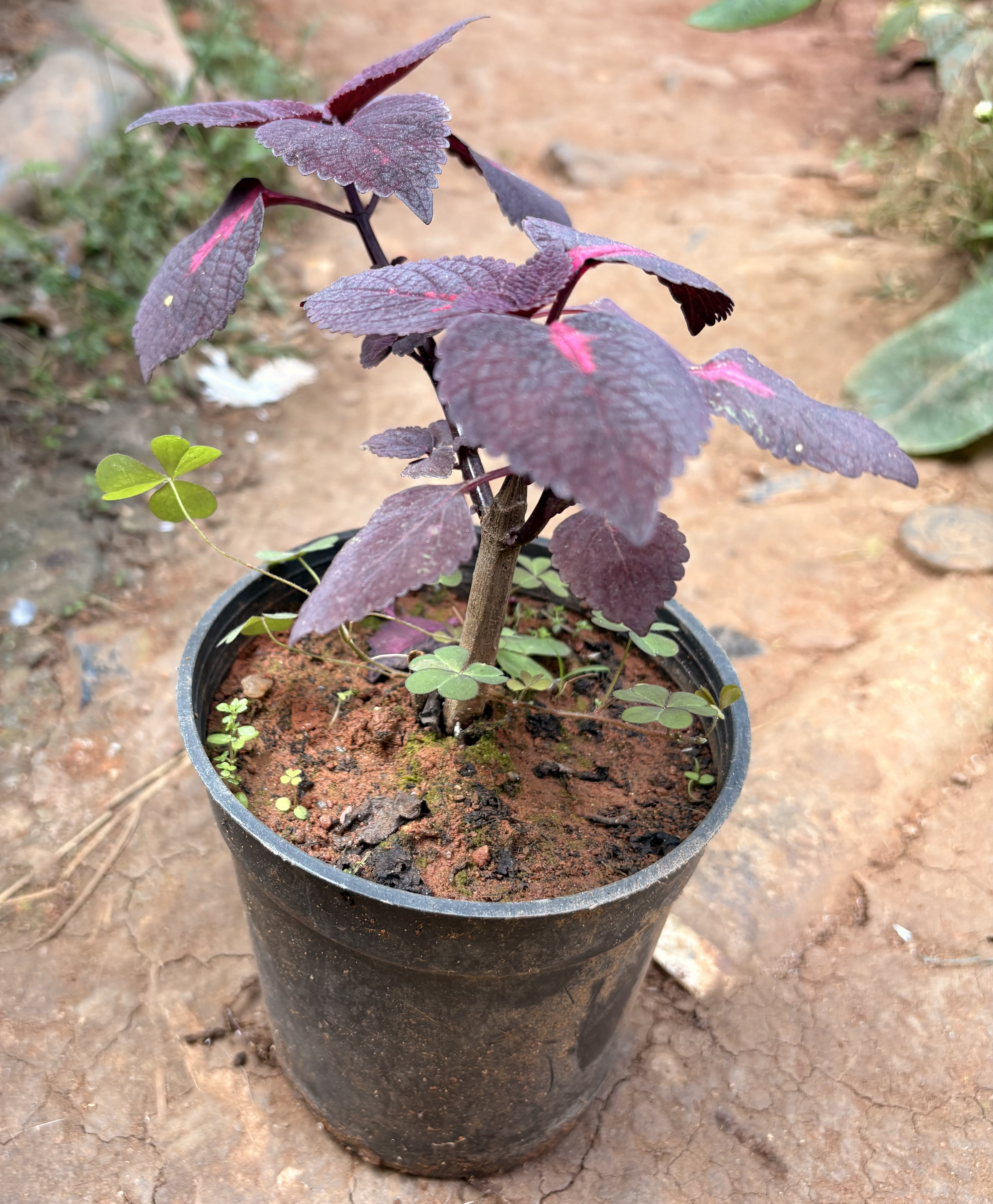 Plectranthus (Swedish Ivy)