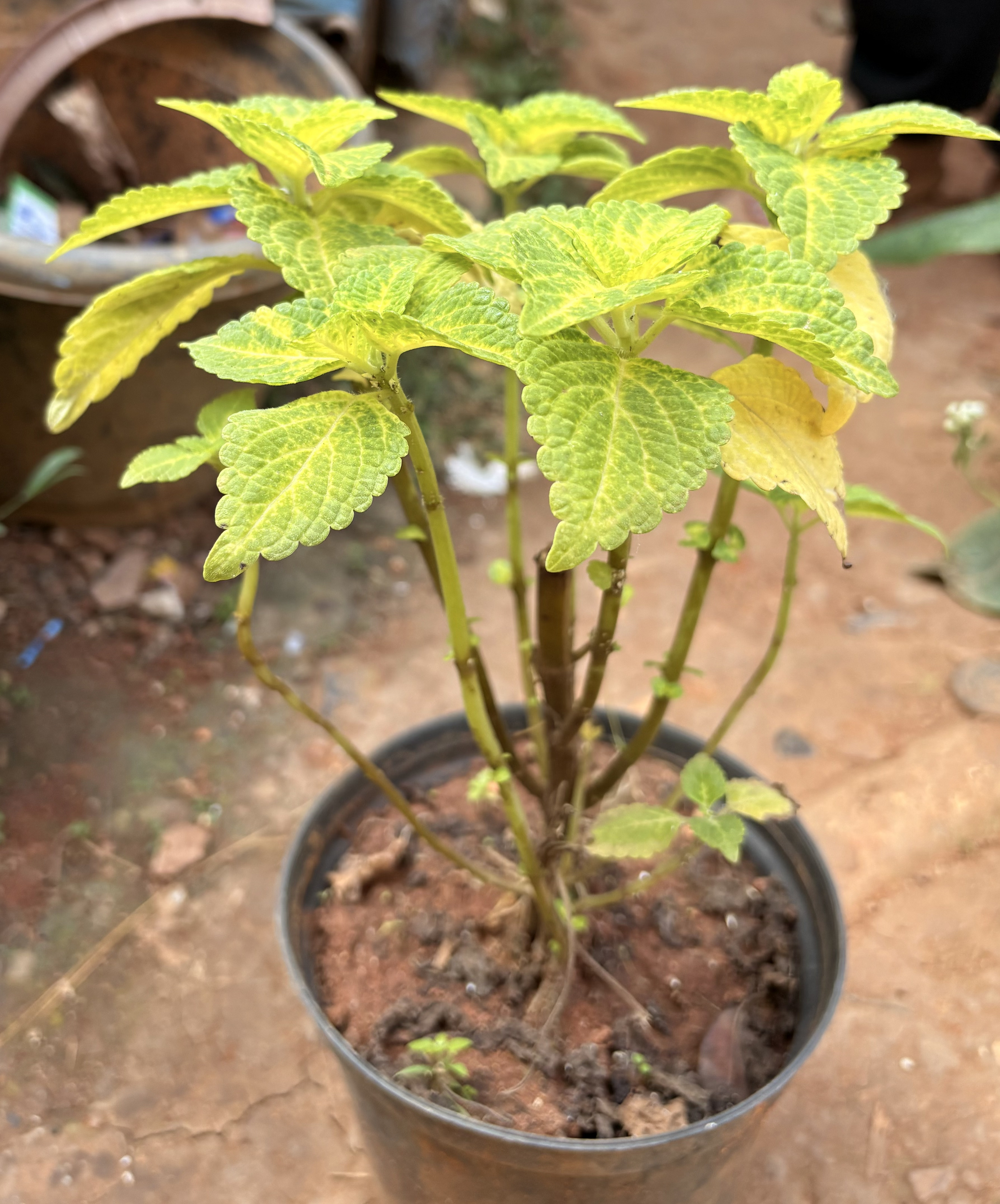 Coleus (Solenostemon scutellarioides)