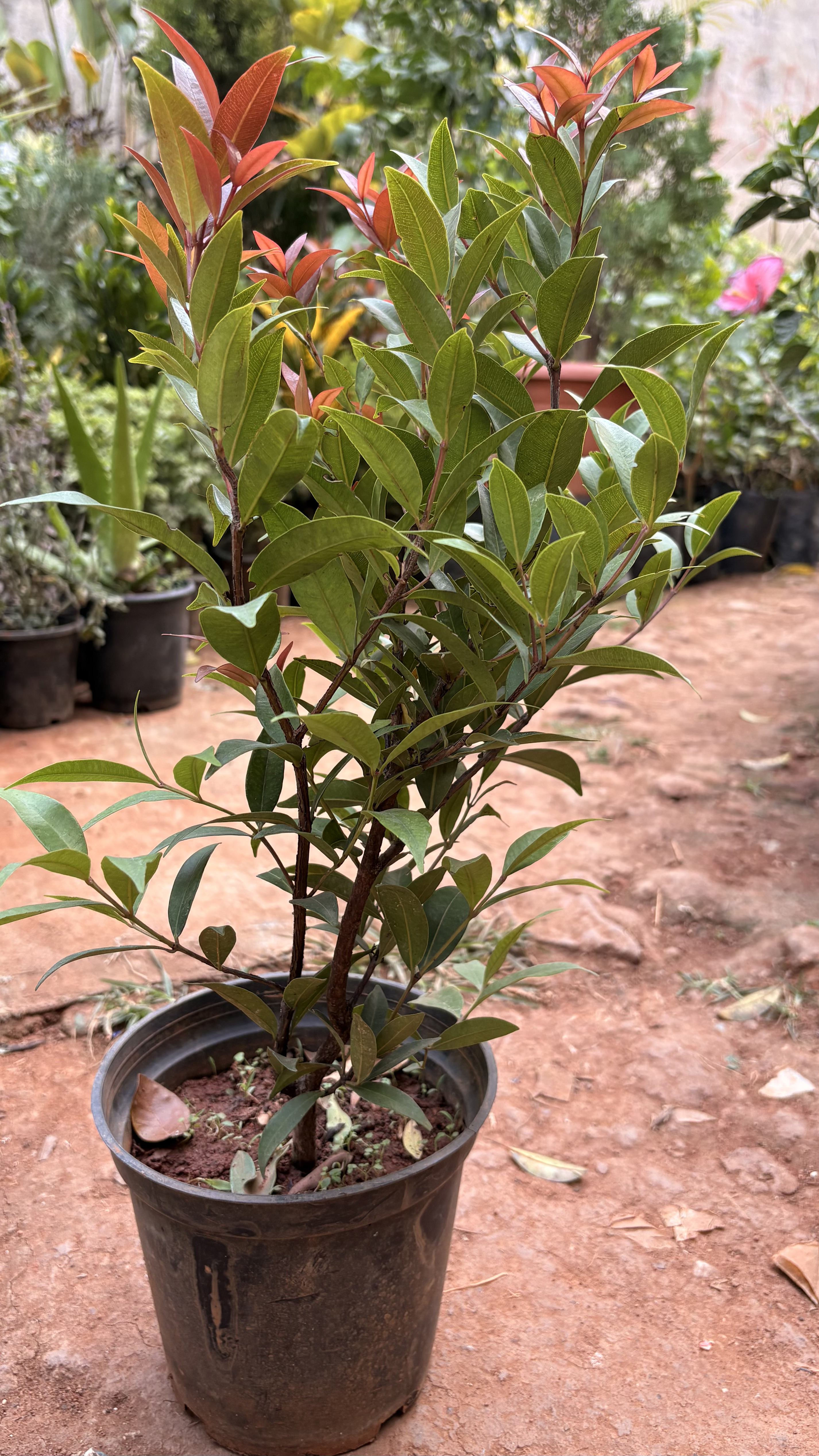 Syzygium (Brush Cherry)