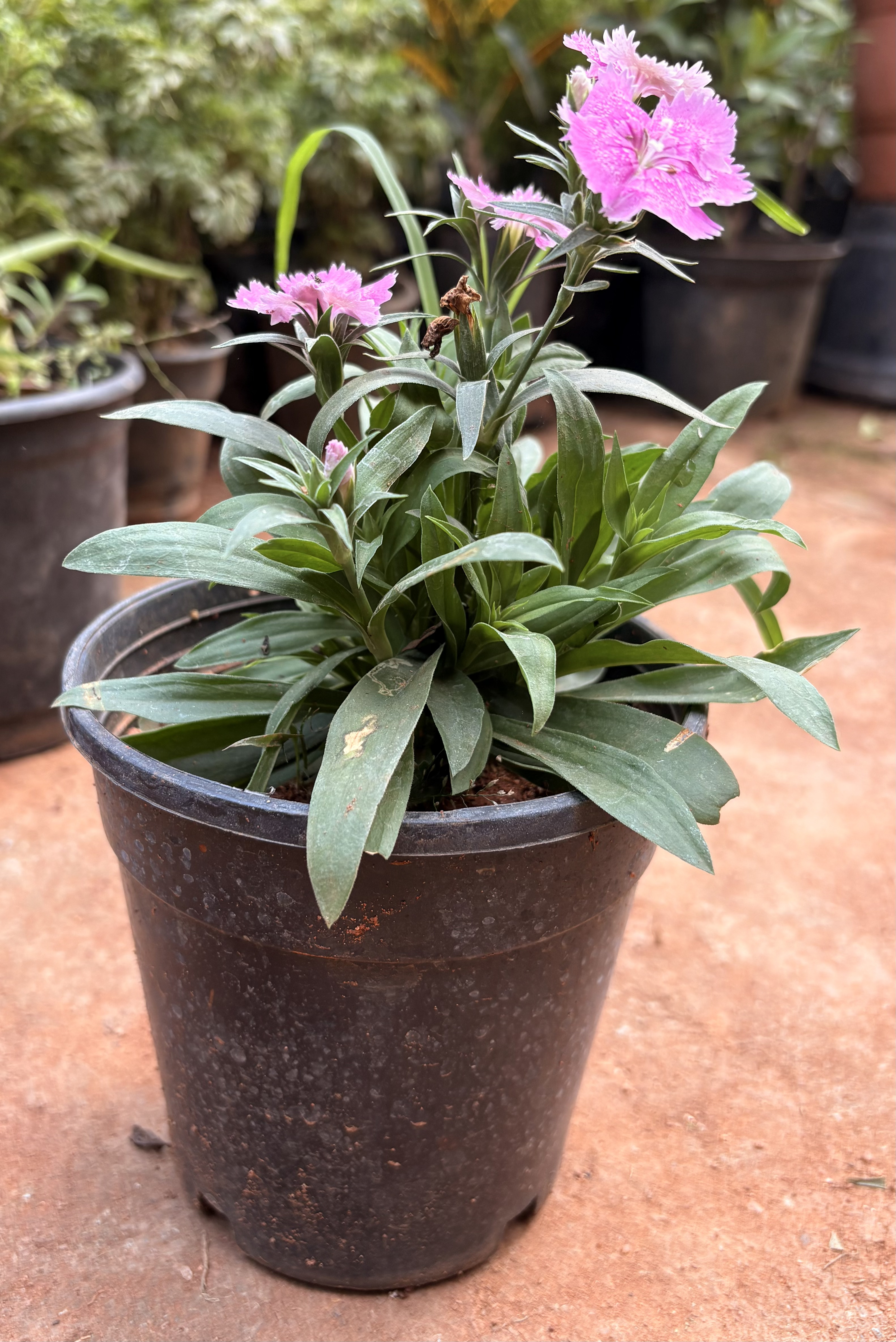 Dianthus Plant