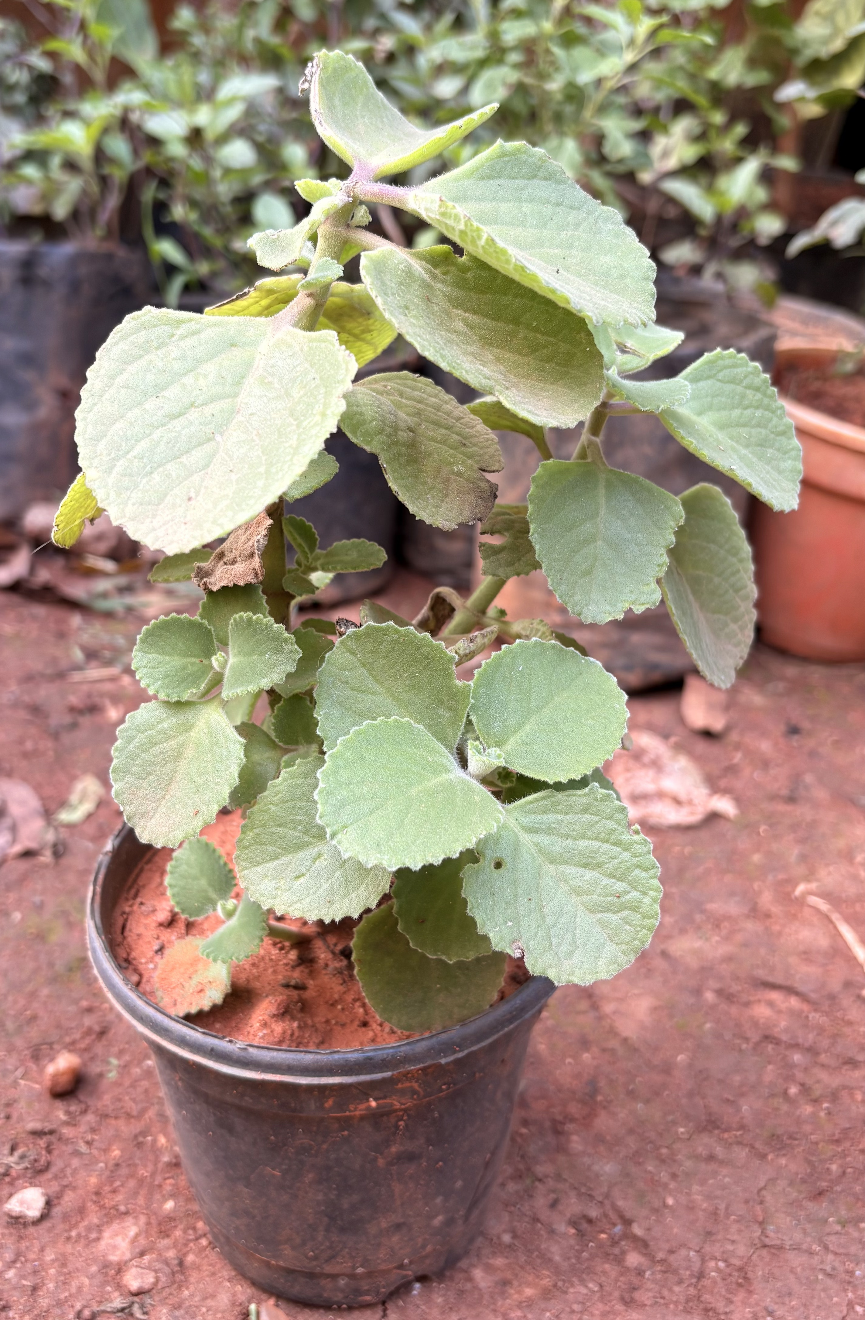Ajwain Plant (Coleus amboinicus)