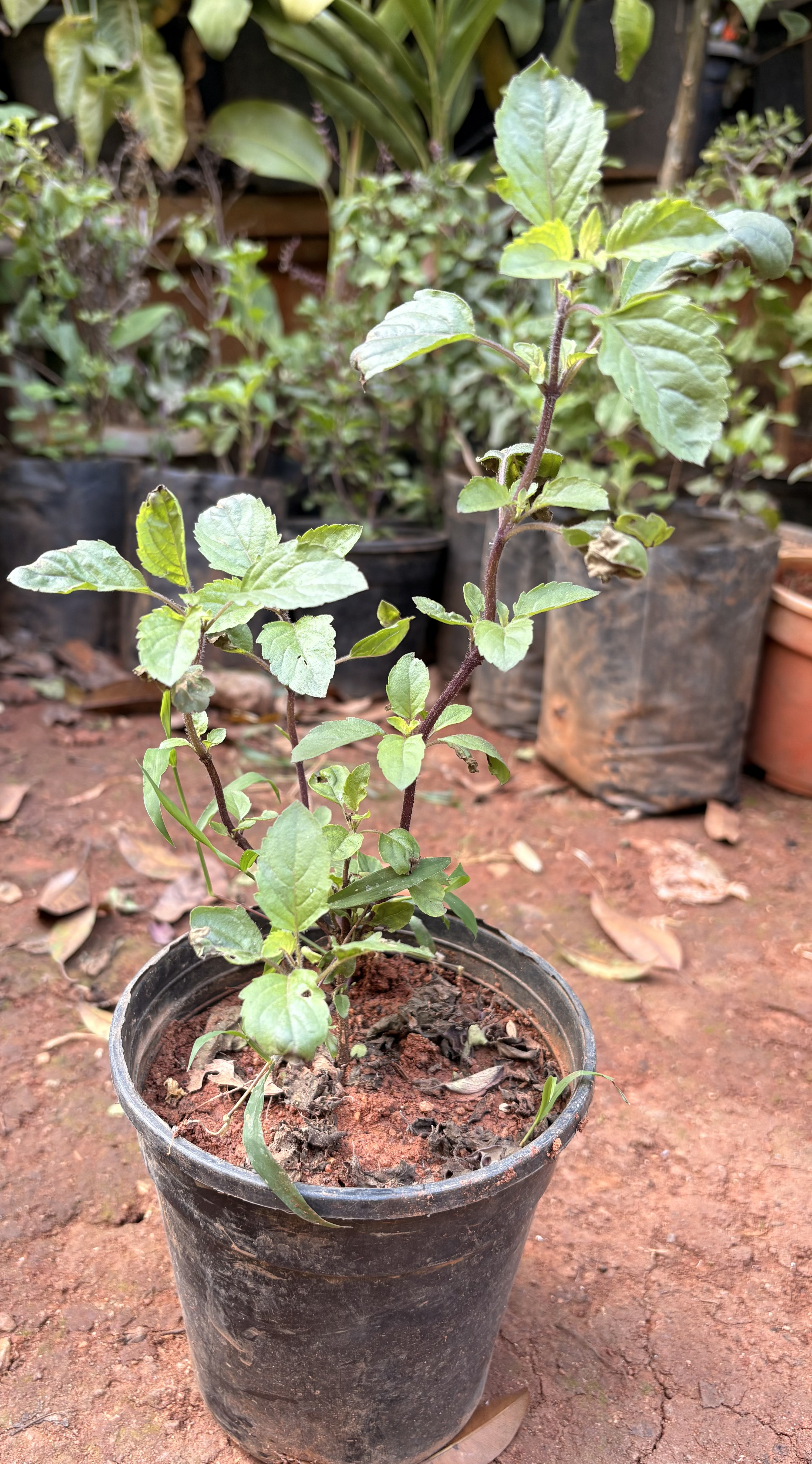 Holy Basil (Tulsi)