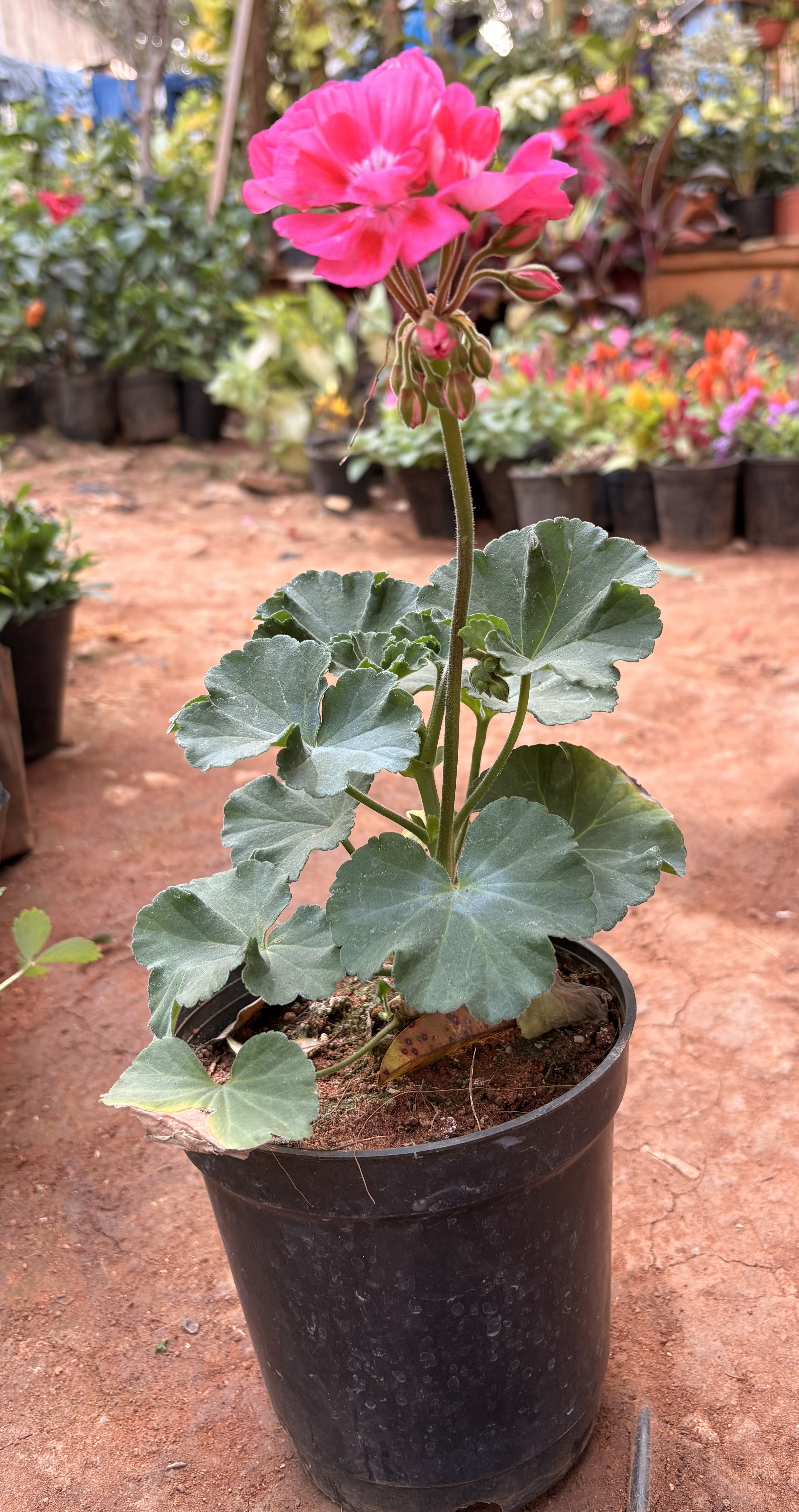 Zonal Geranium (Pelargonium)