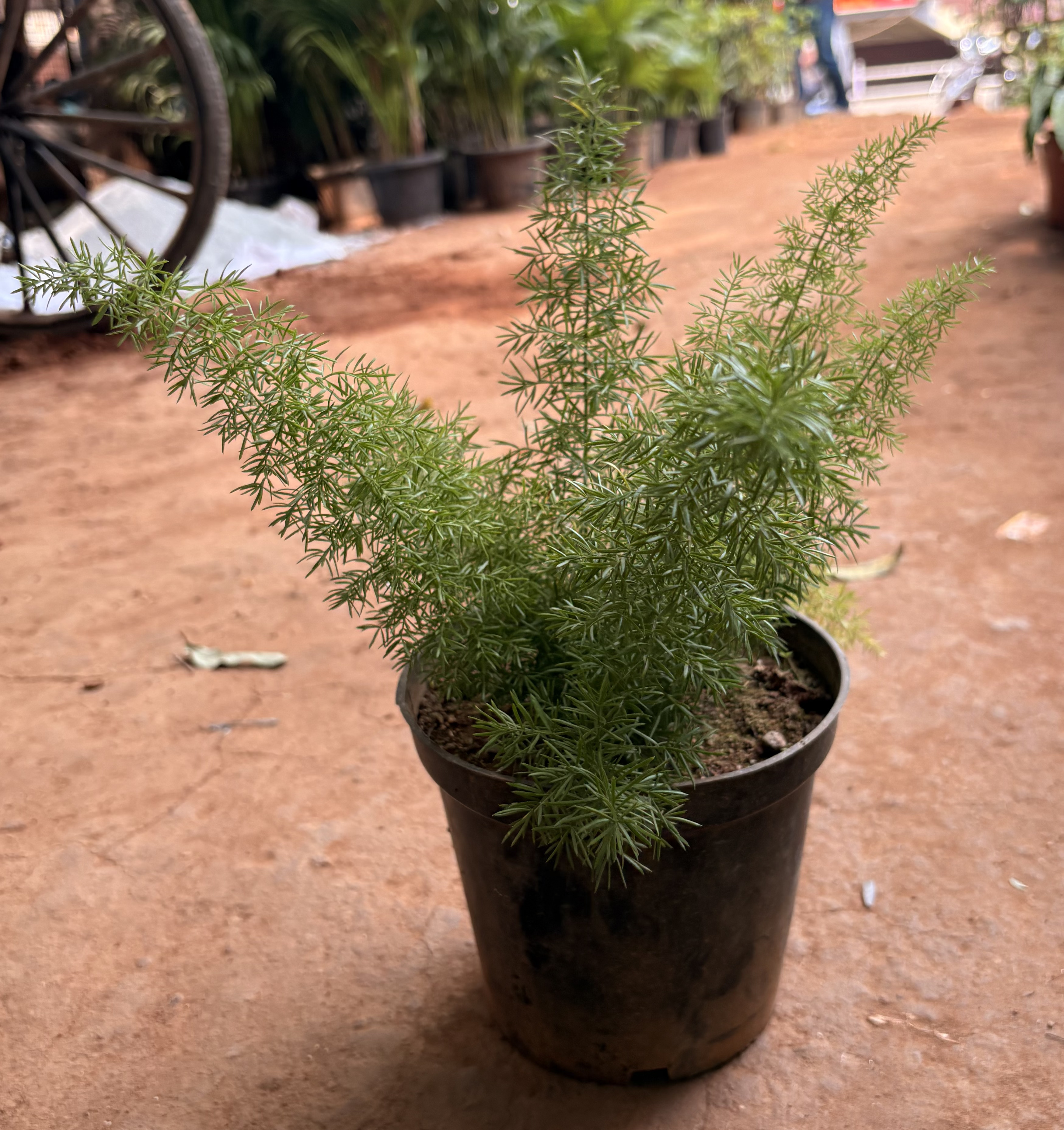 Asparagus Fern