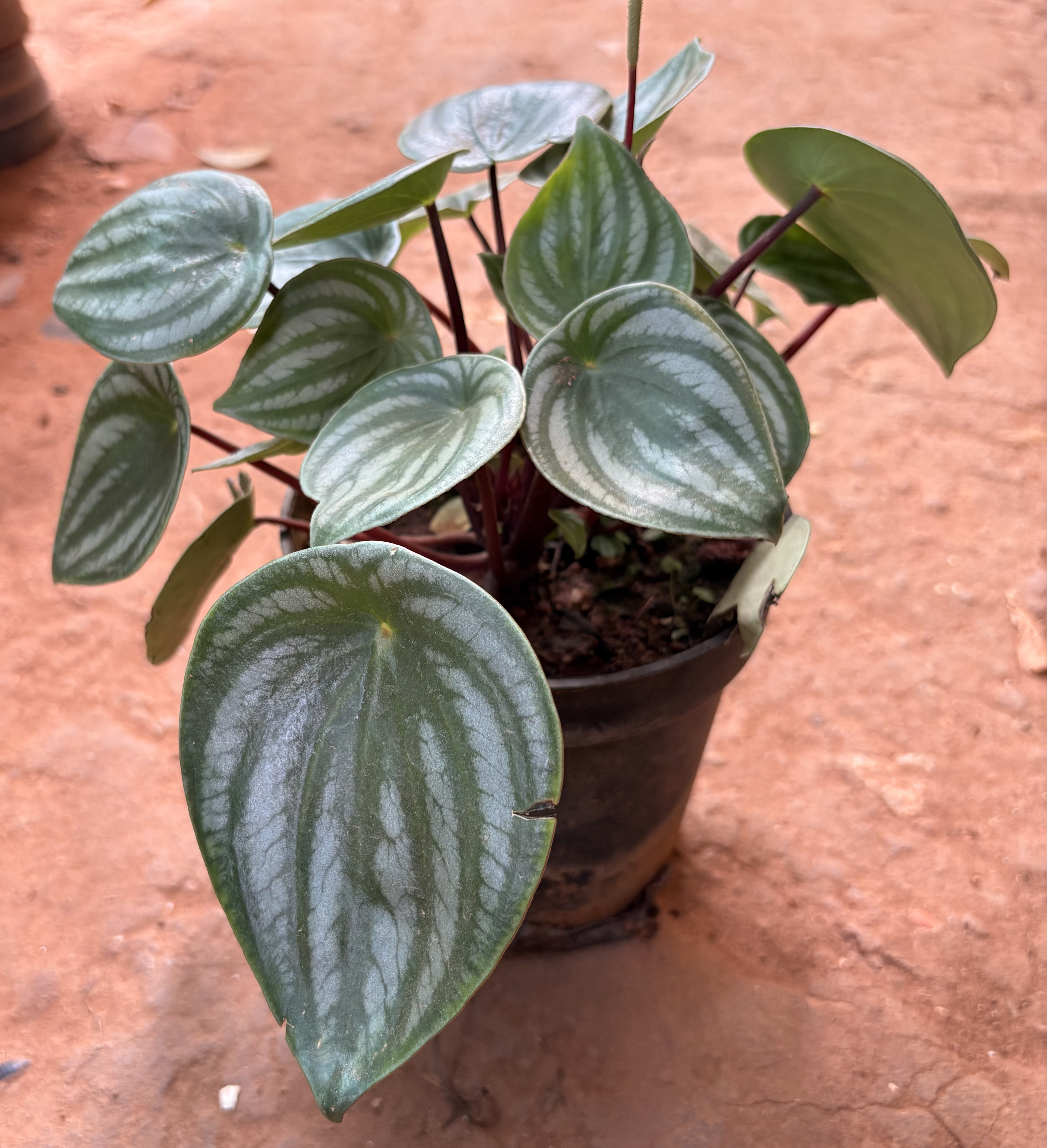 Watermelon Peperomia (Peperomia argyreia)